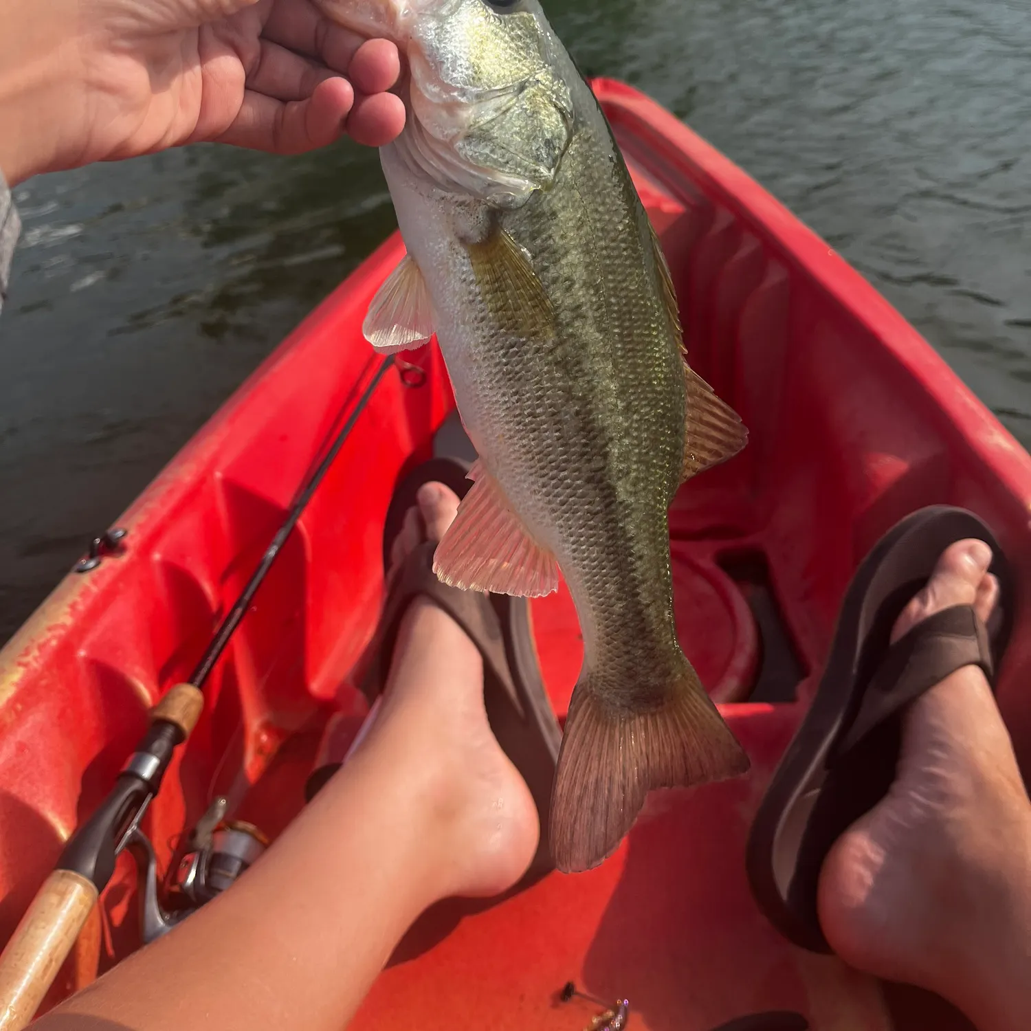 angler catch