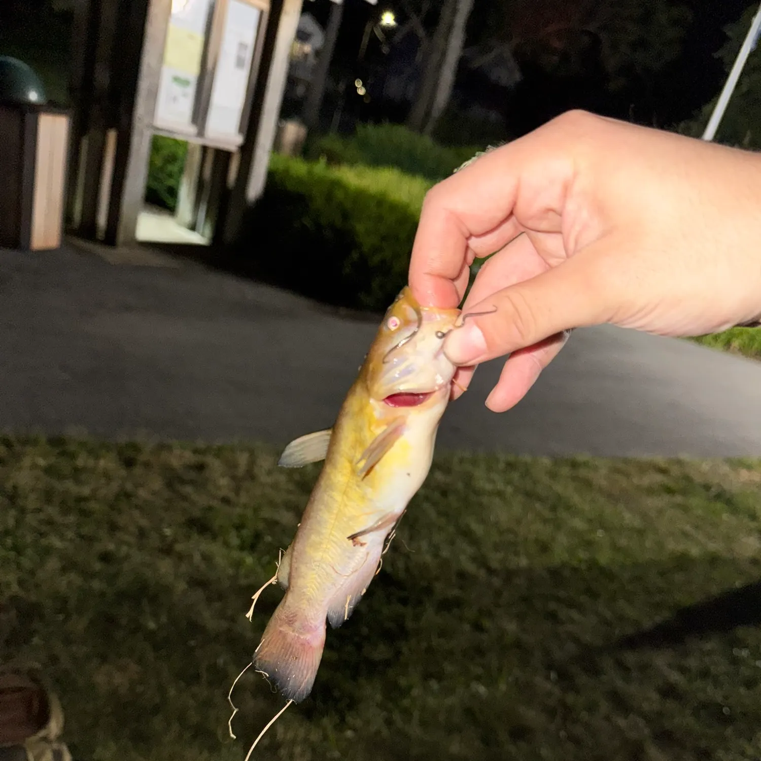 catch