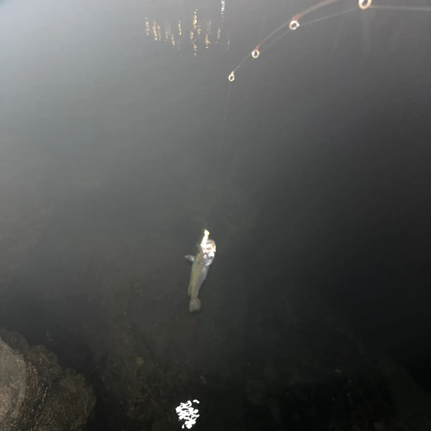 The most recent Queenfish catches on Fishbrain