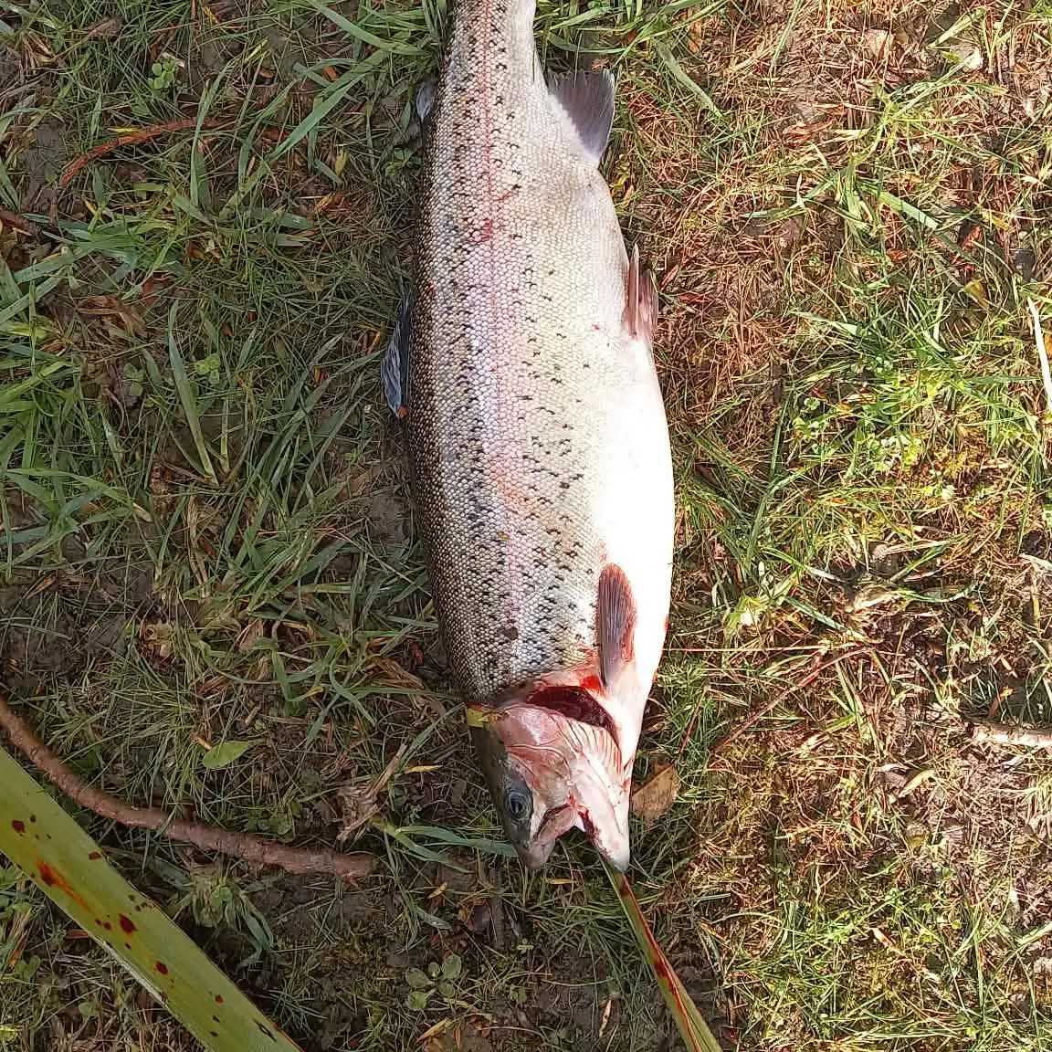 Rainbow trout caught on Fishbrain