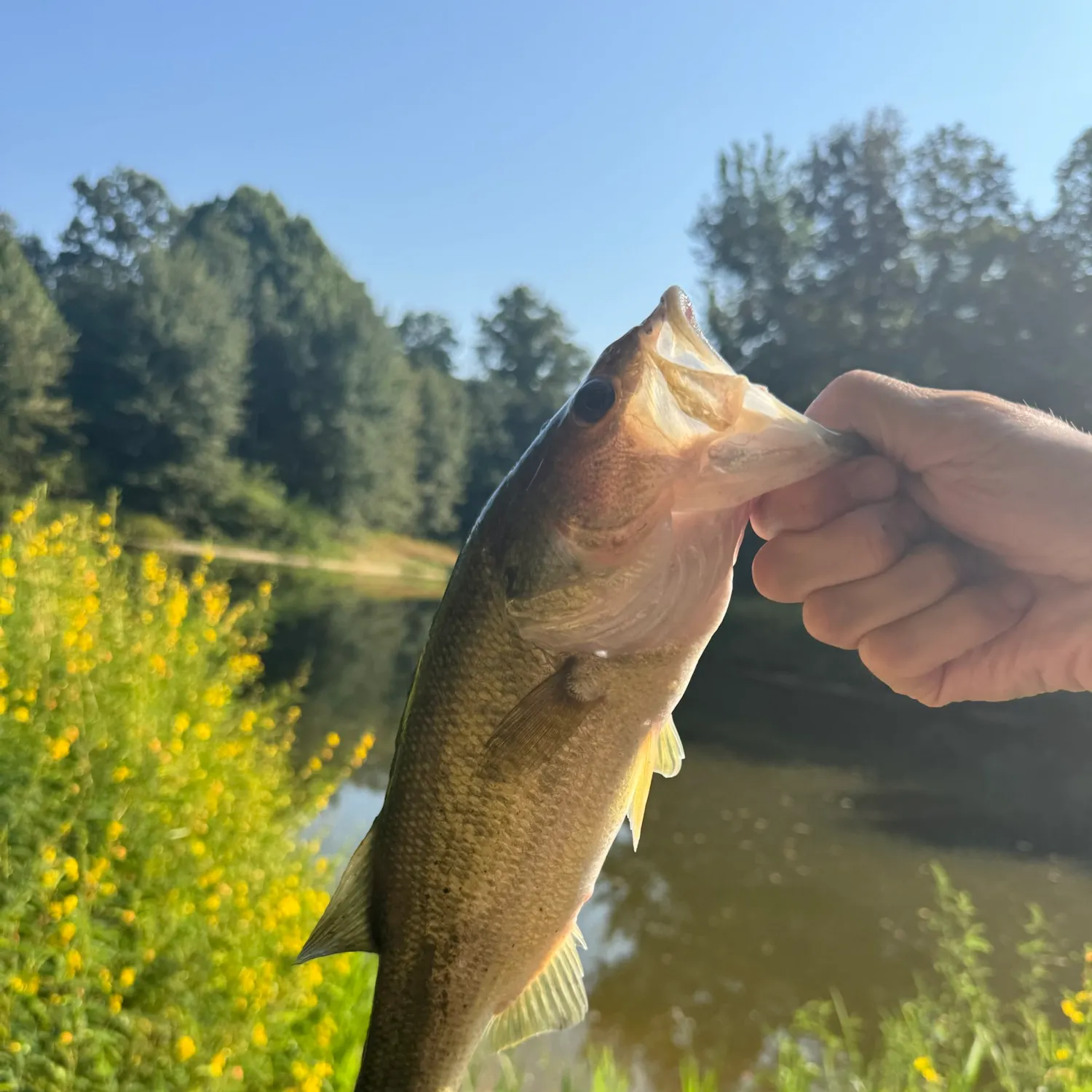 Largemouth bass caught on Fishbrain