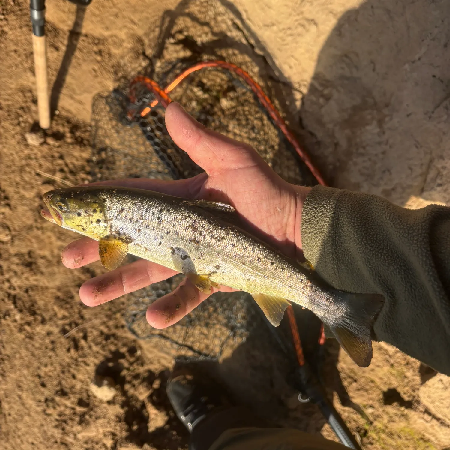 Brown trout caught on Fishbrain