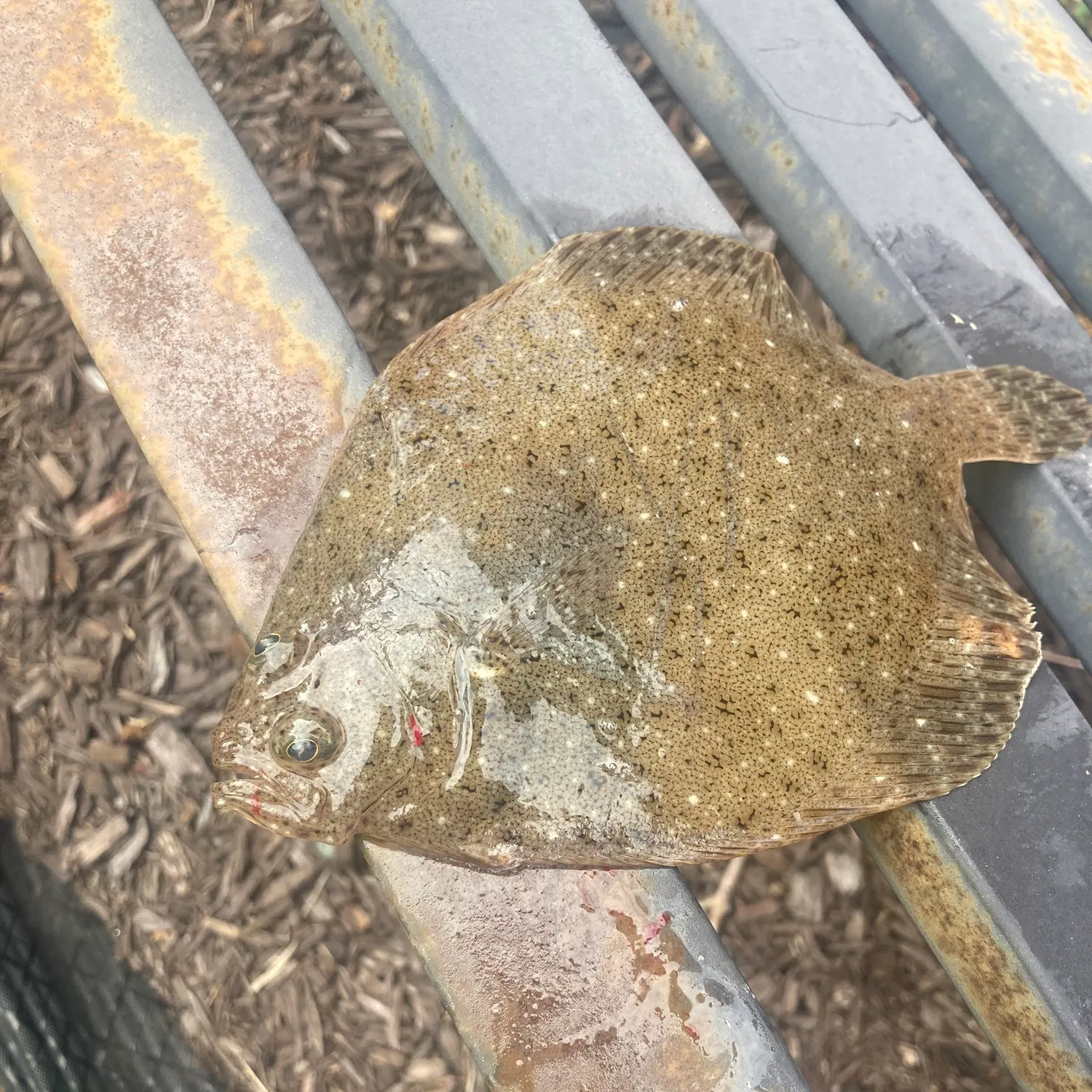 The most recent Windowpane flounder catches on Fishbrain