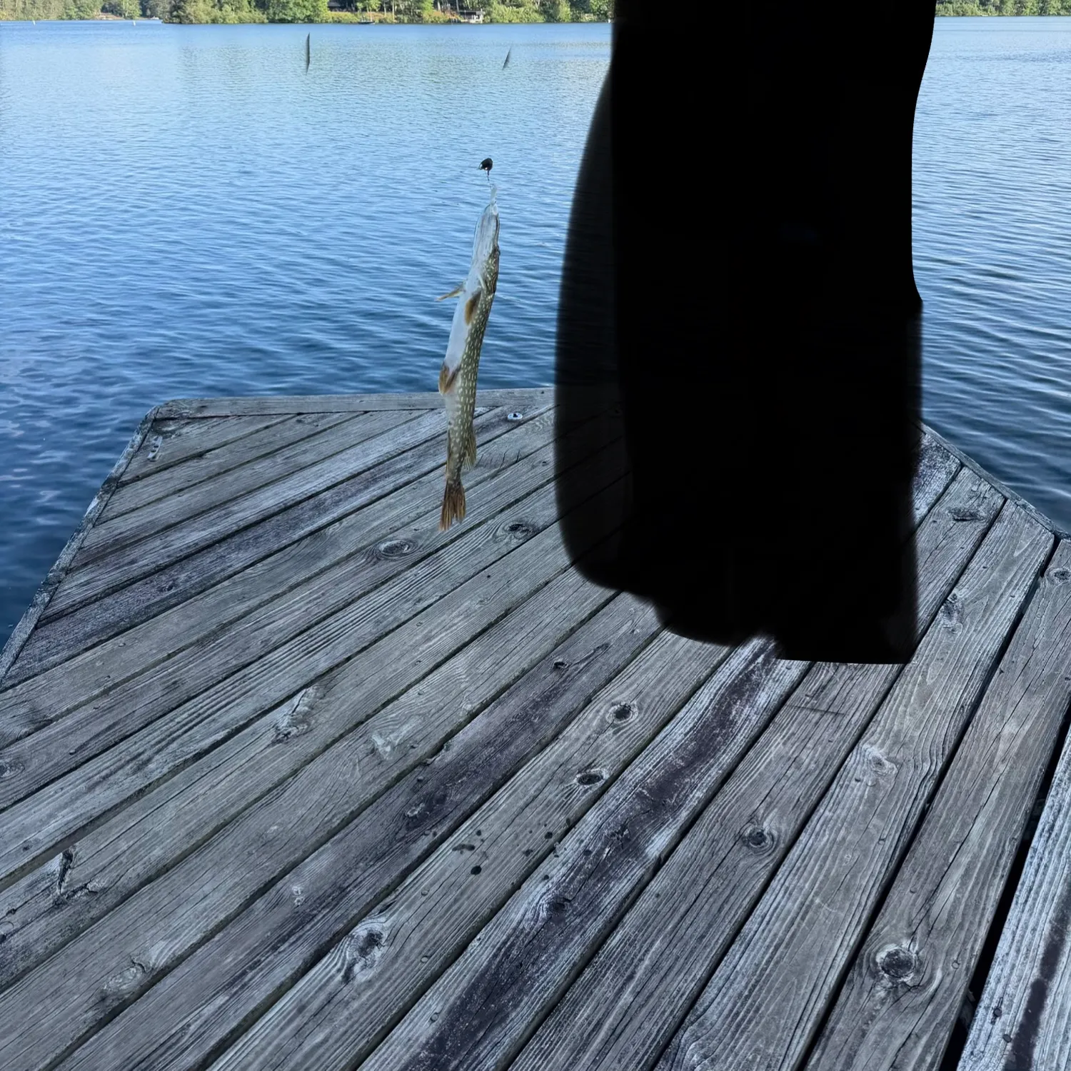 Northern pike caught on Fishbrain