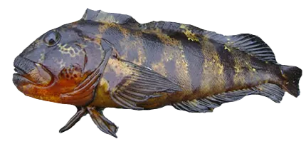 Chalapo clinid