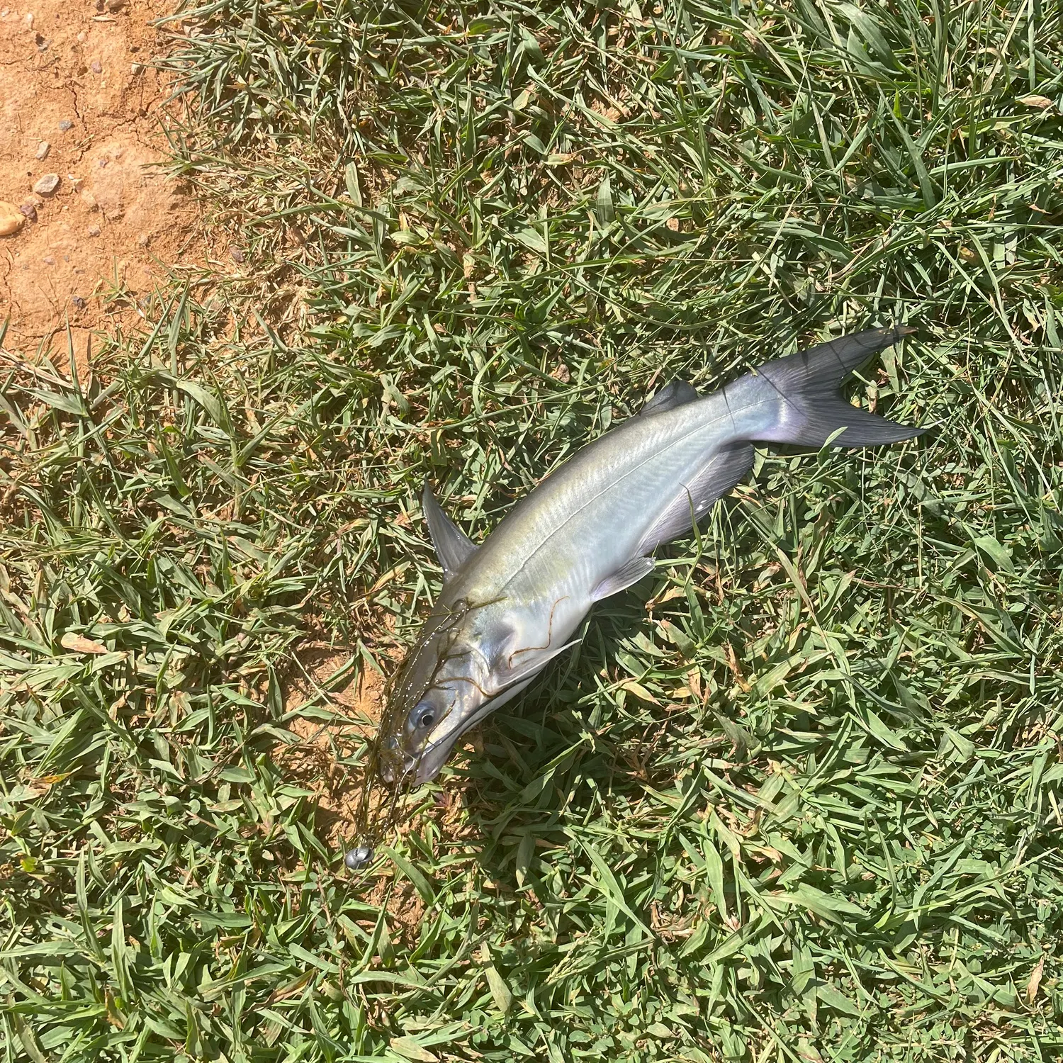 Channel catfish caught on Fishbrain