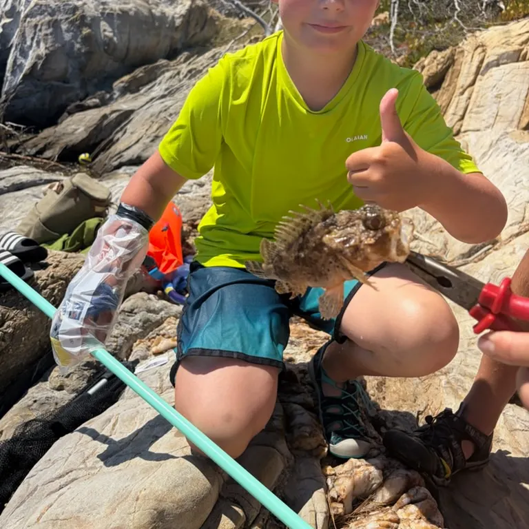 The most recent Spotted scorpionfish catches on Fishbrain