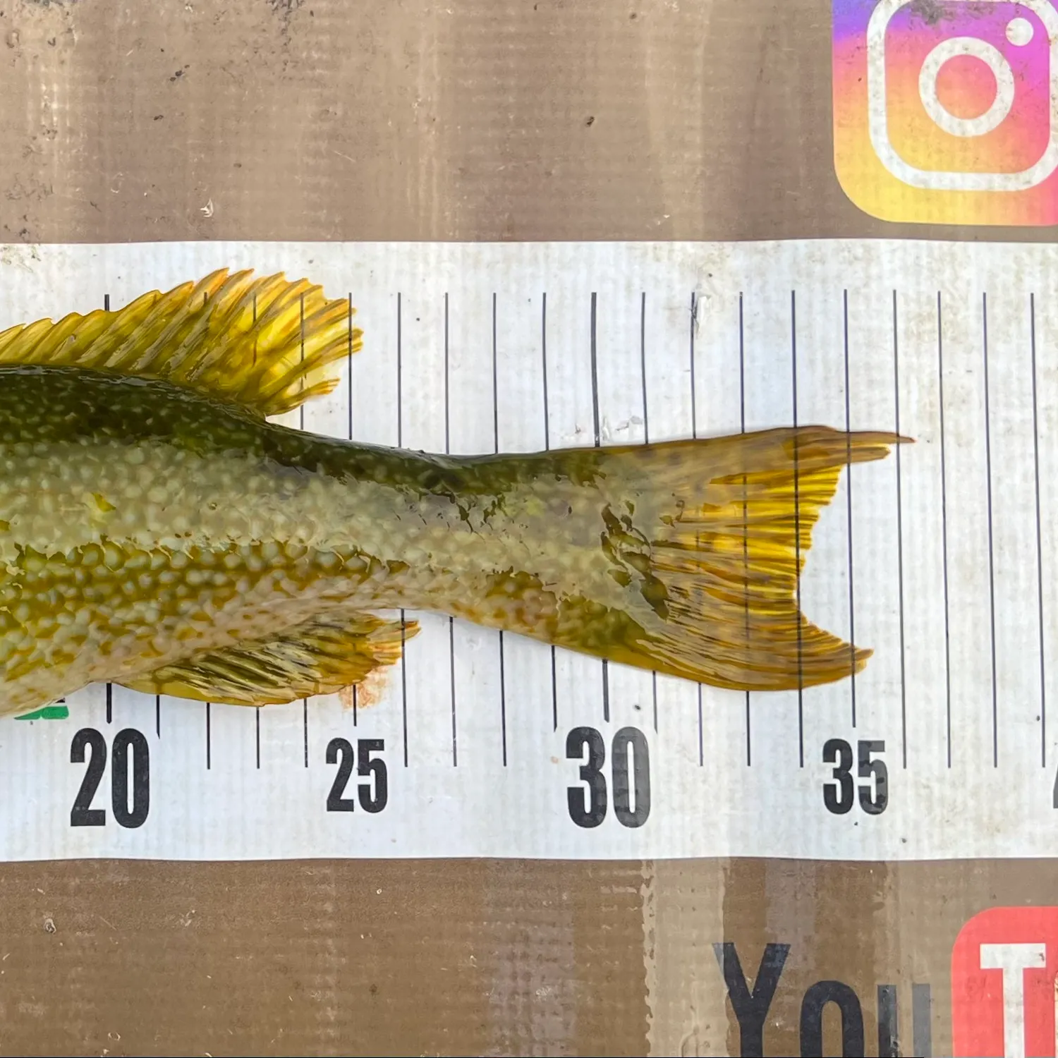 The most recent Herring cale catches on Fishbrain