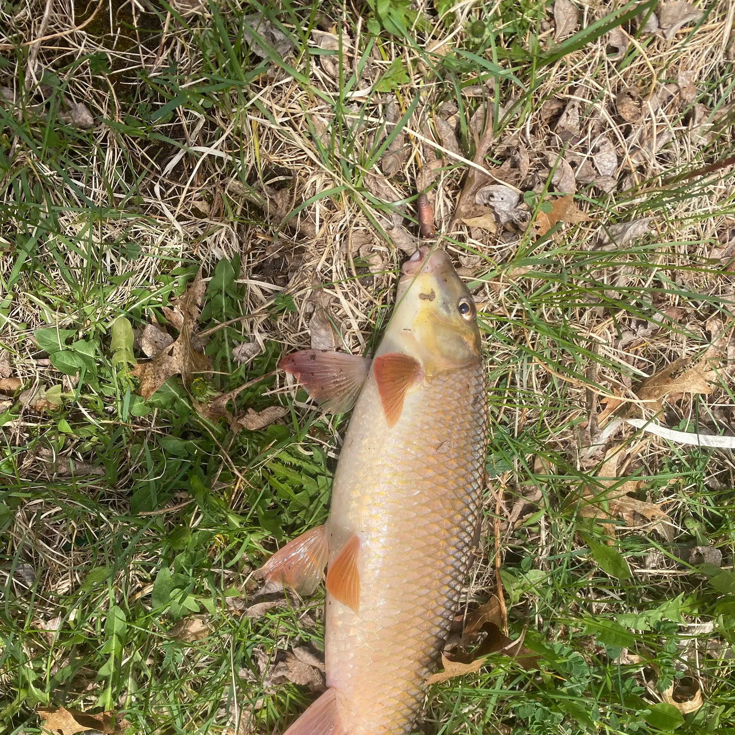 The most recent Greater redhorse catches on Fishbrain