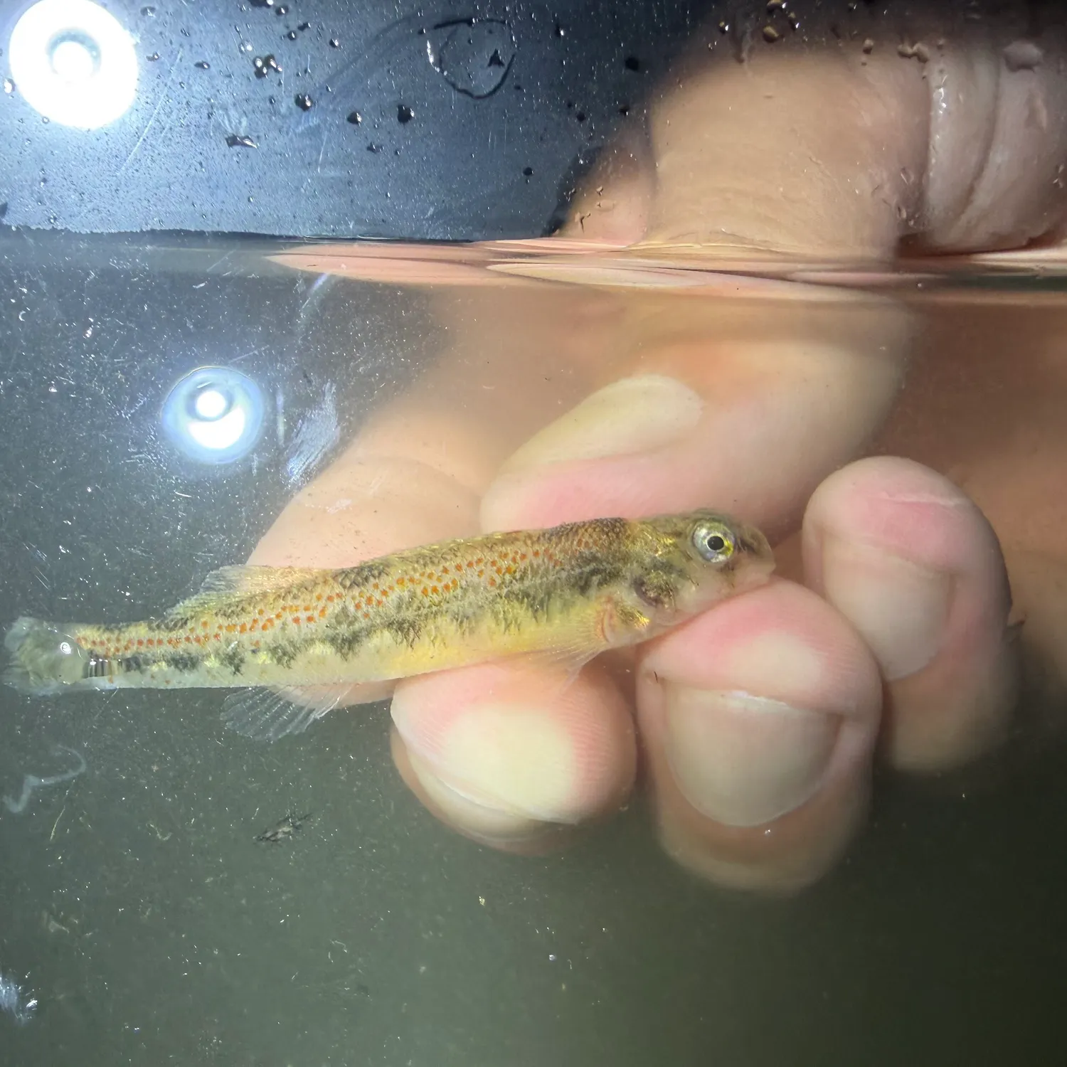 The most recent Tennessee snubnose darter catches on Fishbrain