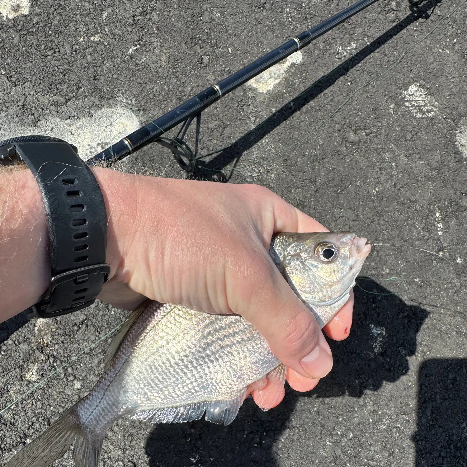 The most recent White seaperch catches on Fishbrain