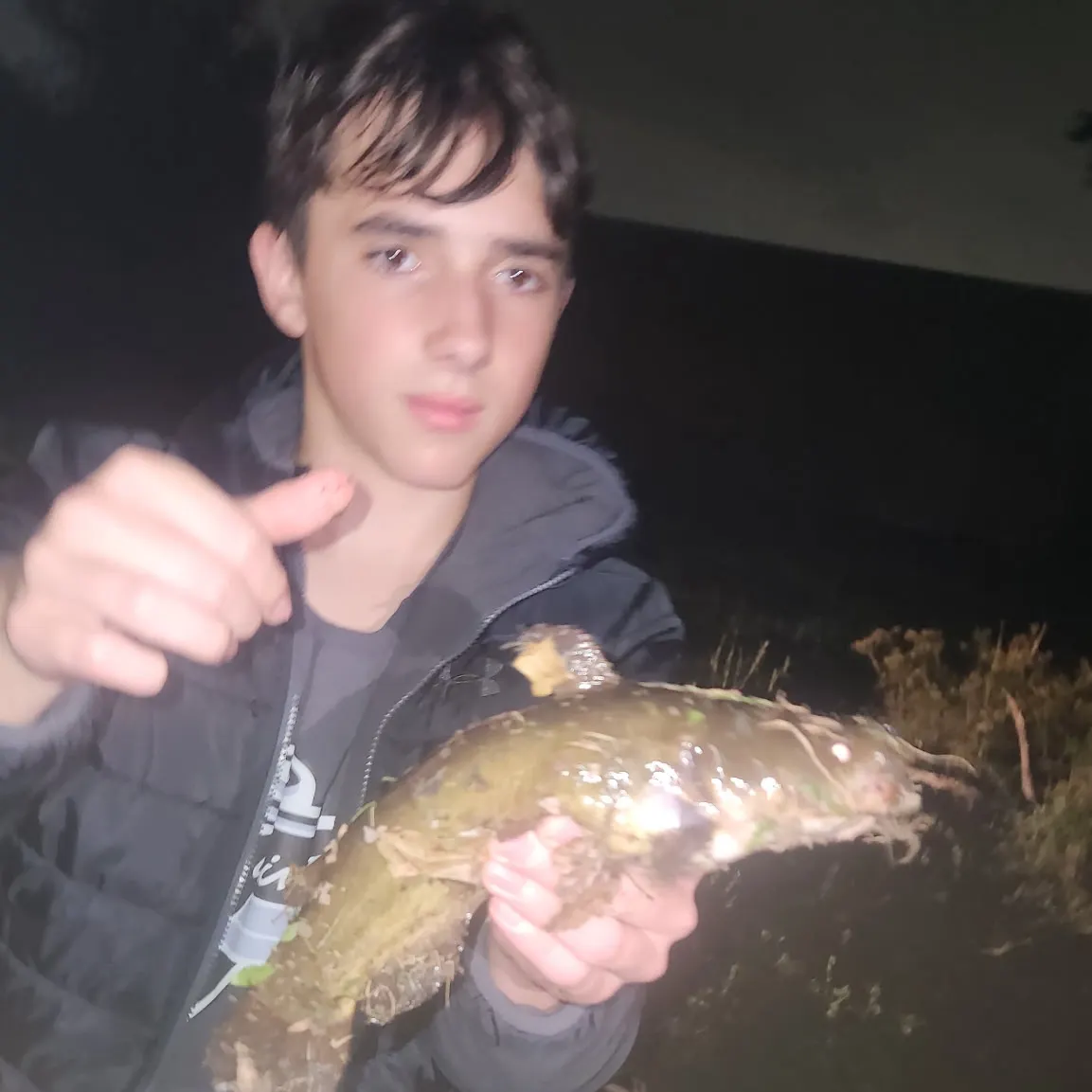 Yellow bullhead caught on Fishbrain