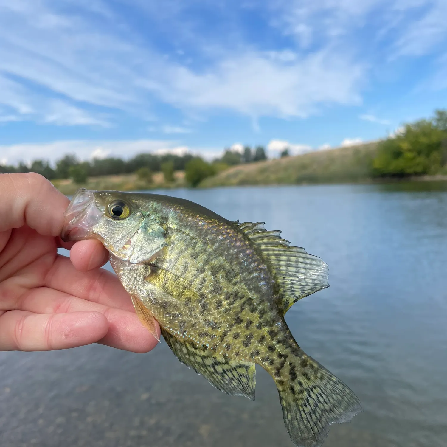 Black crappie caught on Fishbrain