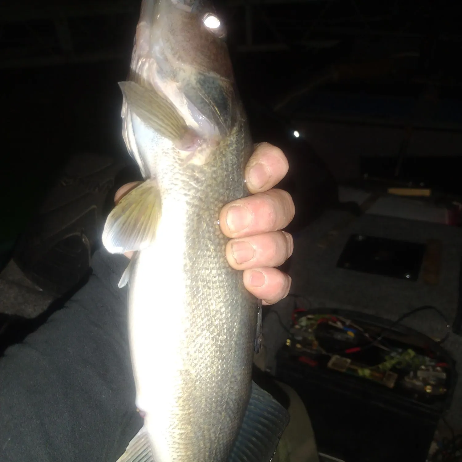 The most recent Walleye catches on Fishbrain