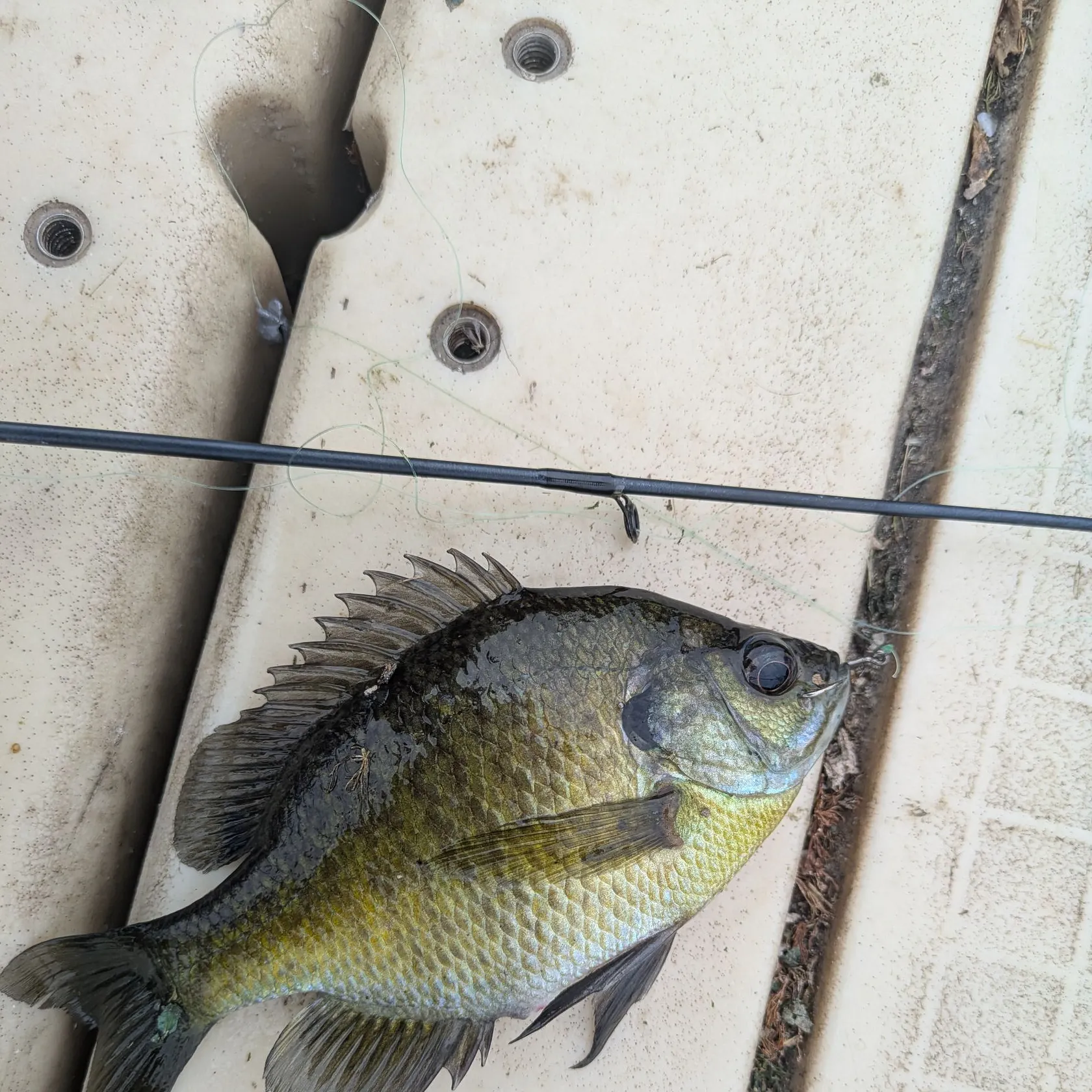 Bluegill caught on Fishbrain