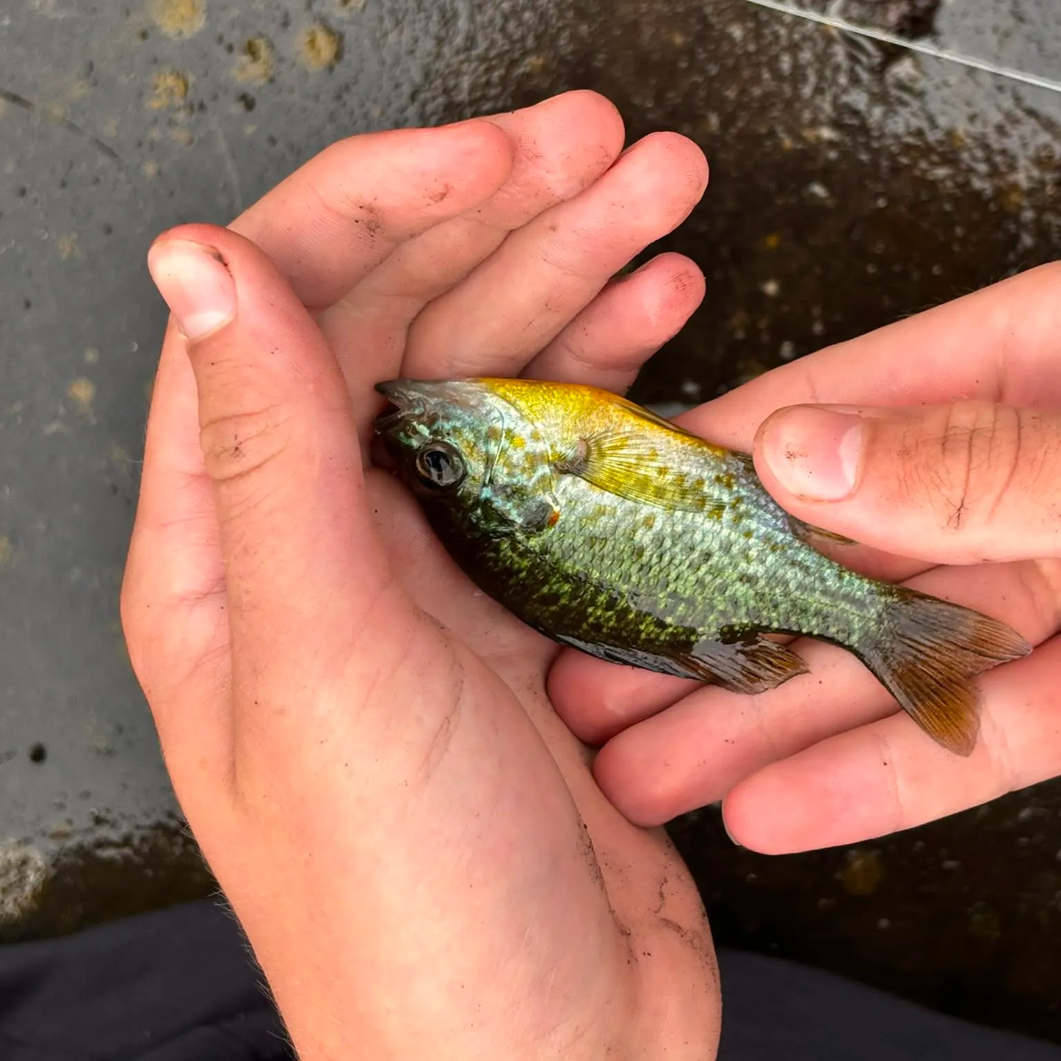 catch