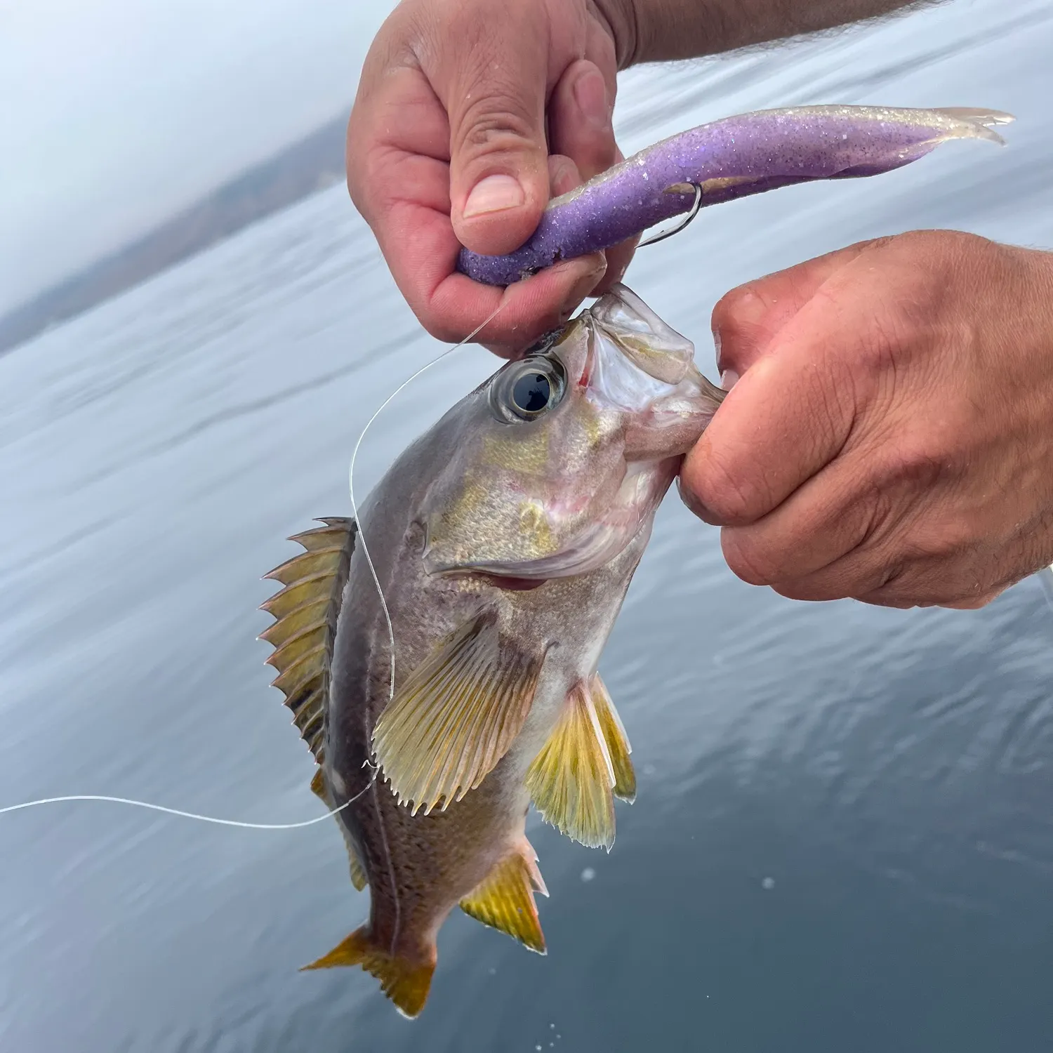 The most recent Olive rockfish catches on Fishbrain