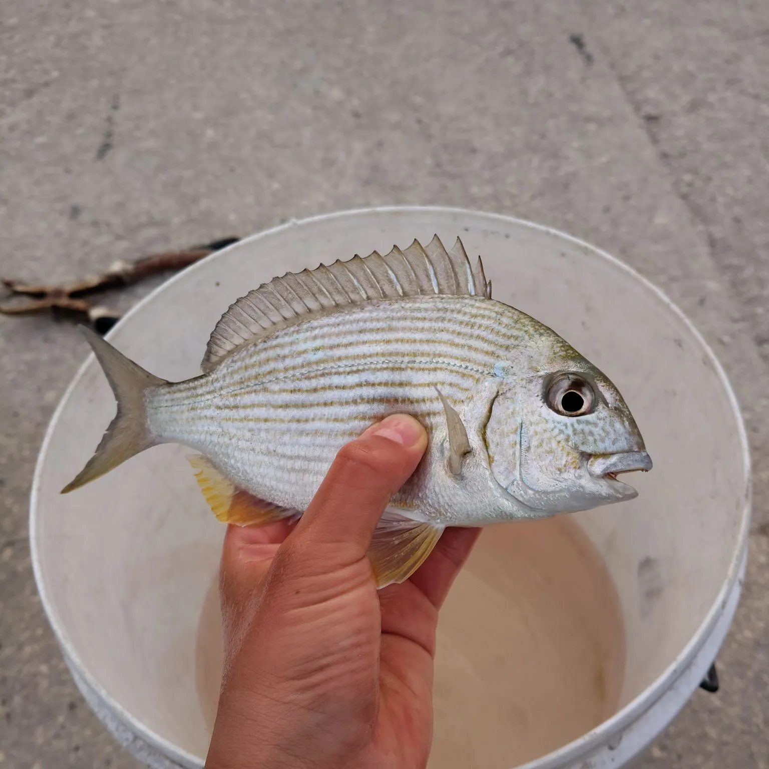 Surf bream caught on Fishbrain
