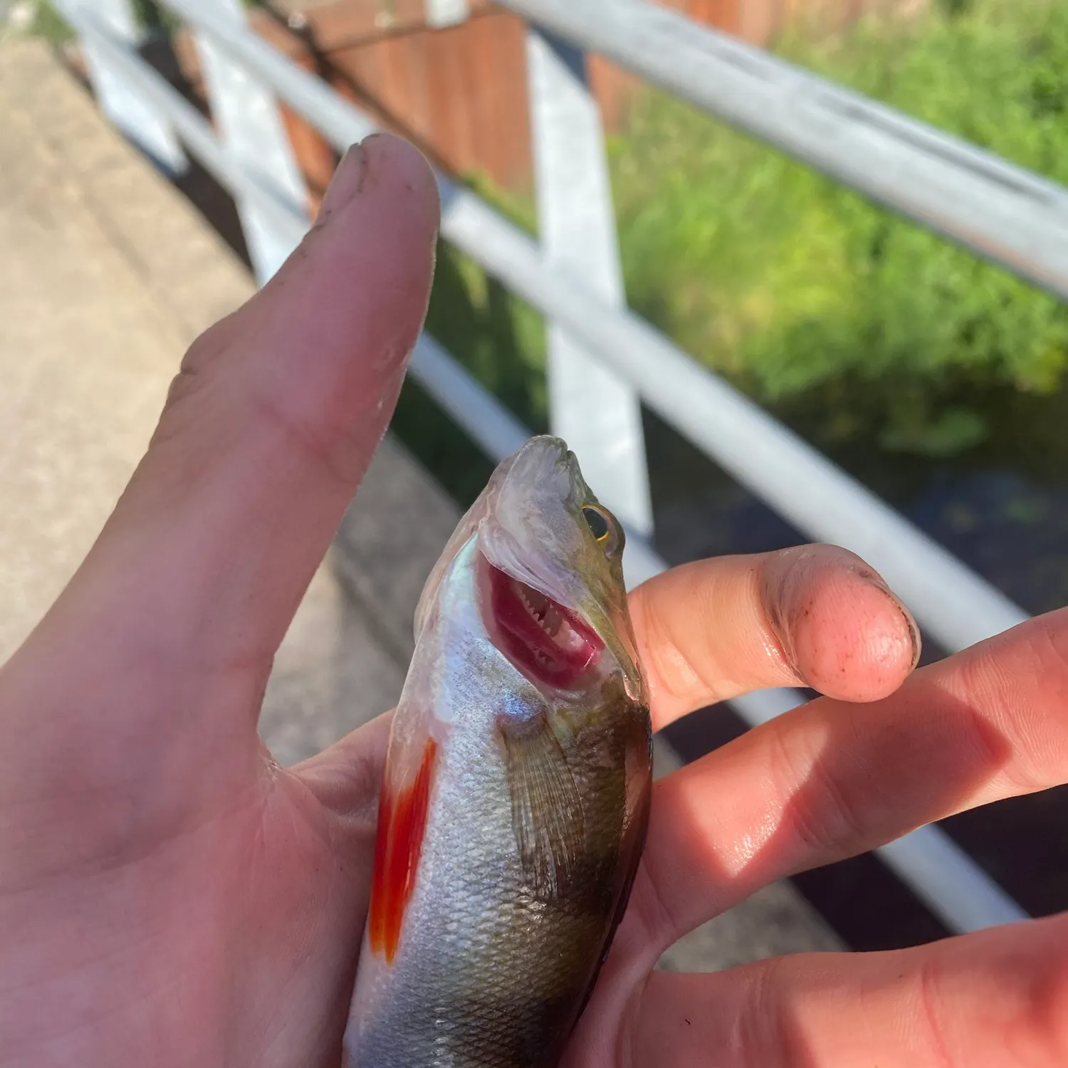 European perch caught on Fishbrain