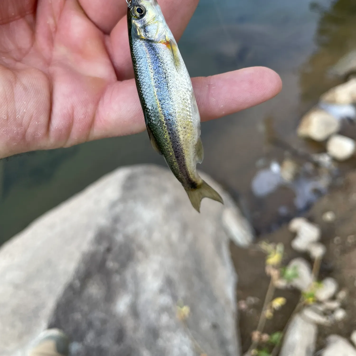 The most recent Blacknose shiner catches on Fishbrain