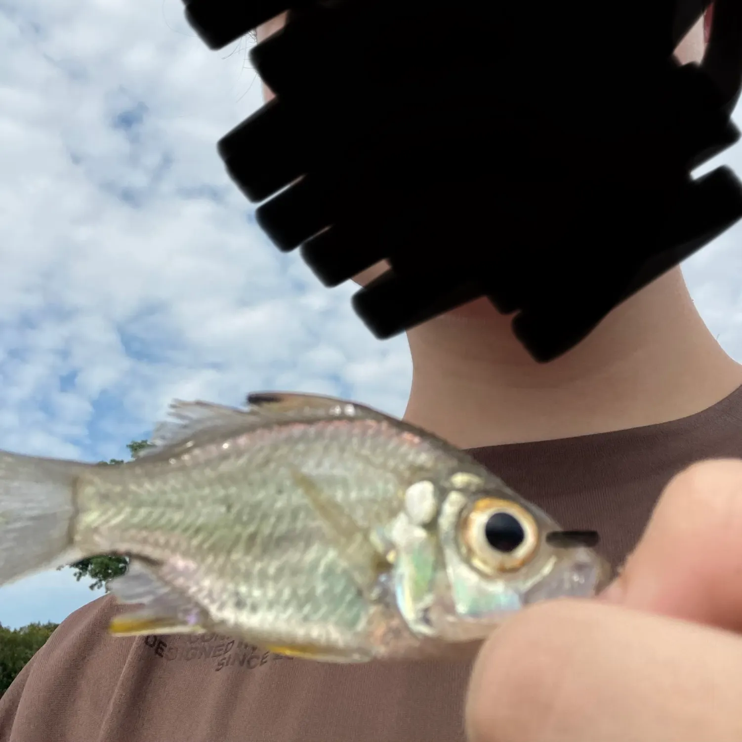 The most recent Bald glassy catches on Fishbrain