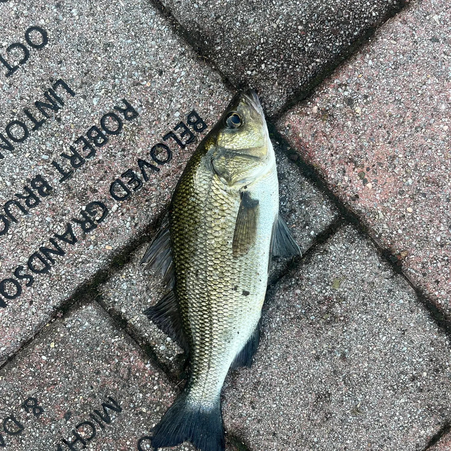 Fish caught on Fishbrain
