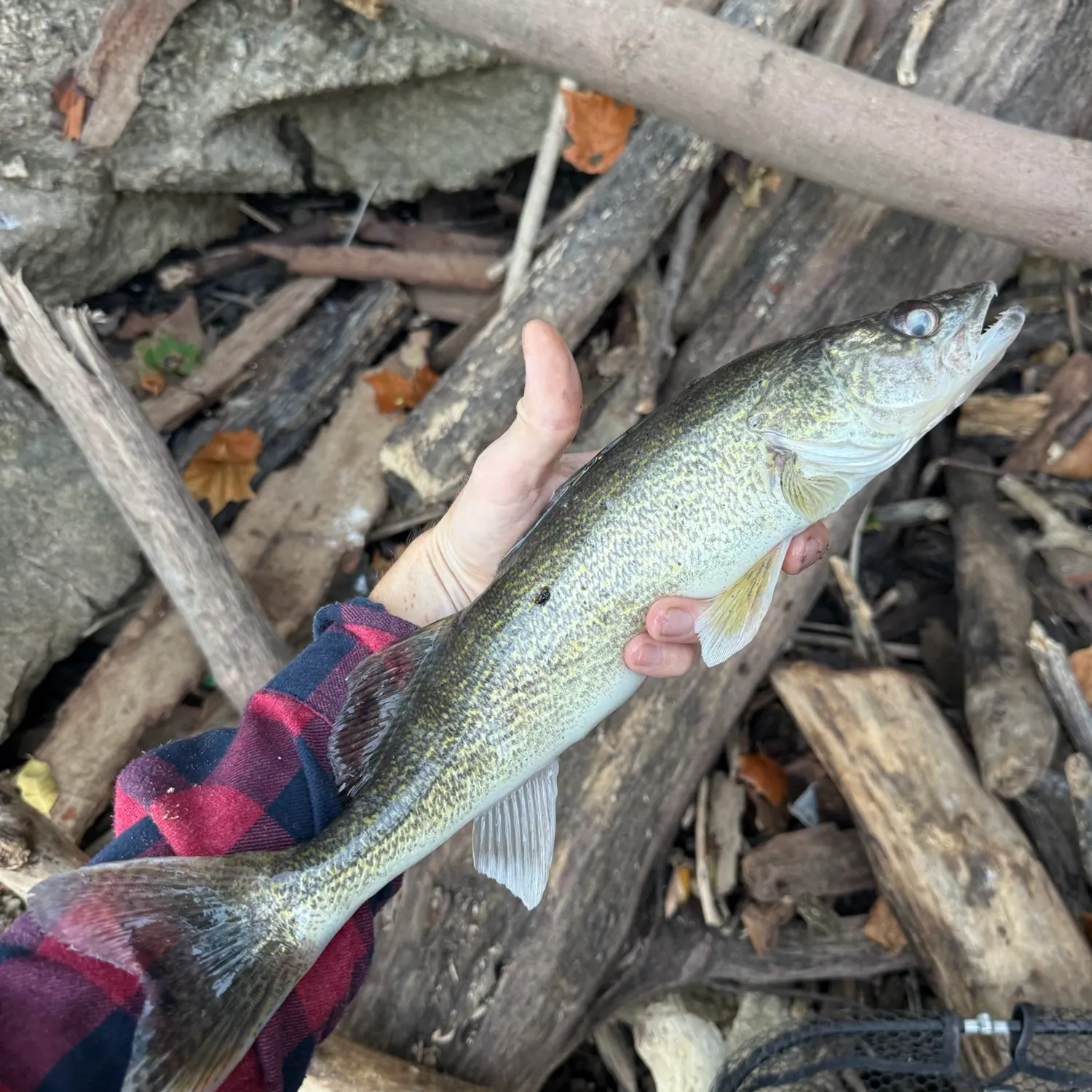 Walleye caught on Fishbrain