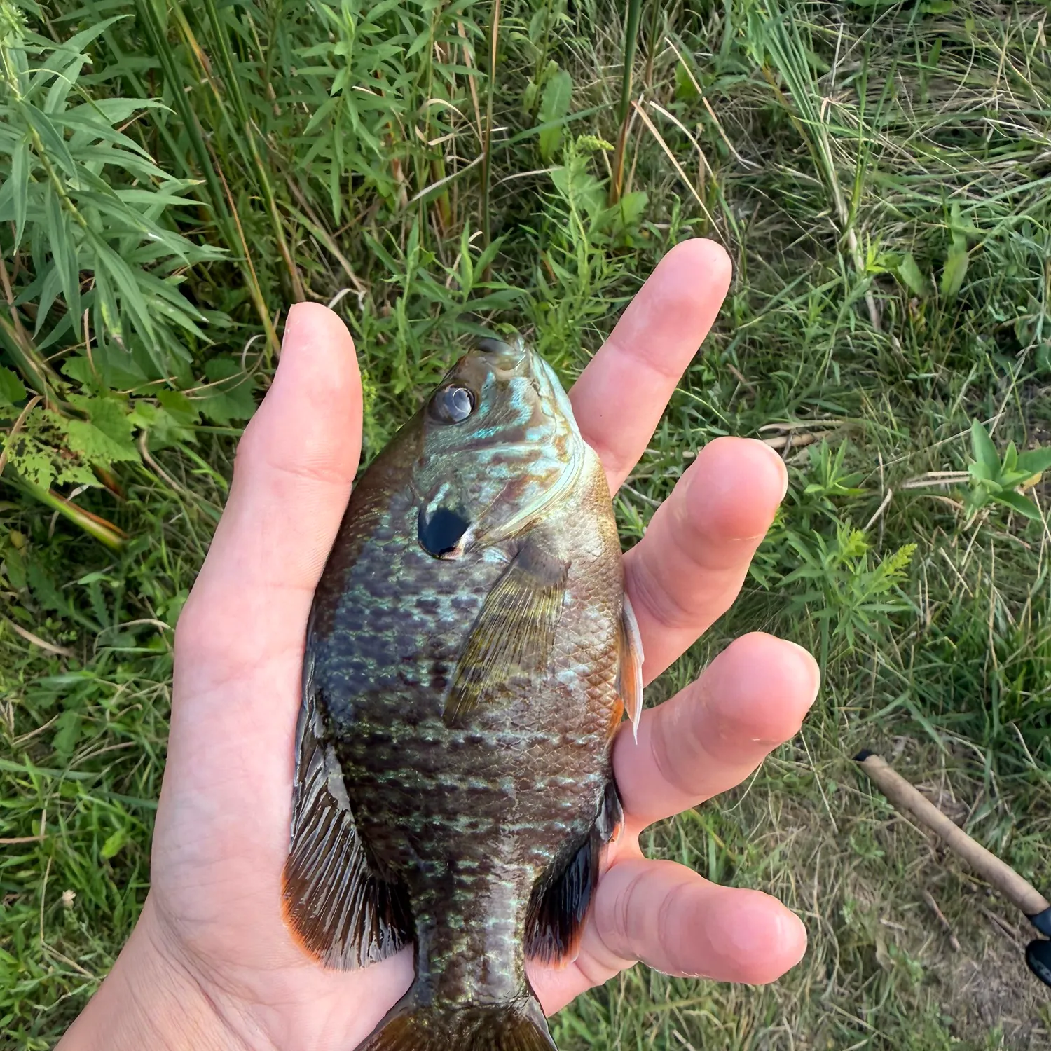 Greengill hybrid caught on Fishbrain