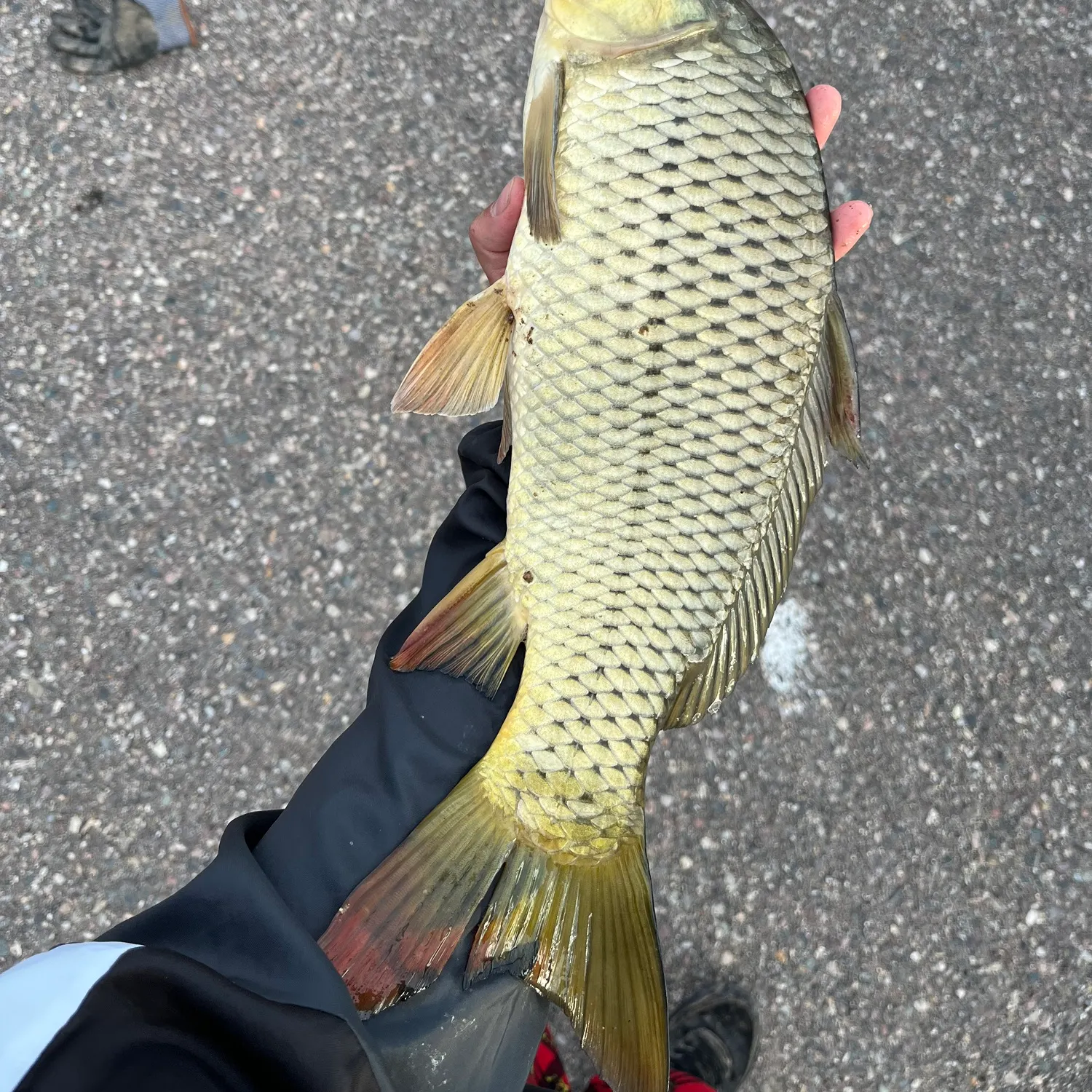The most recent Ghost carp catches on Fishbrain