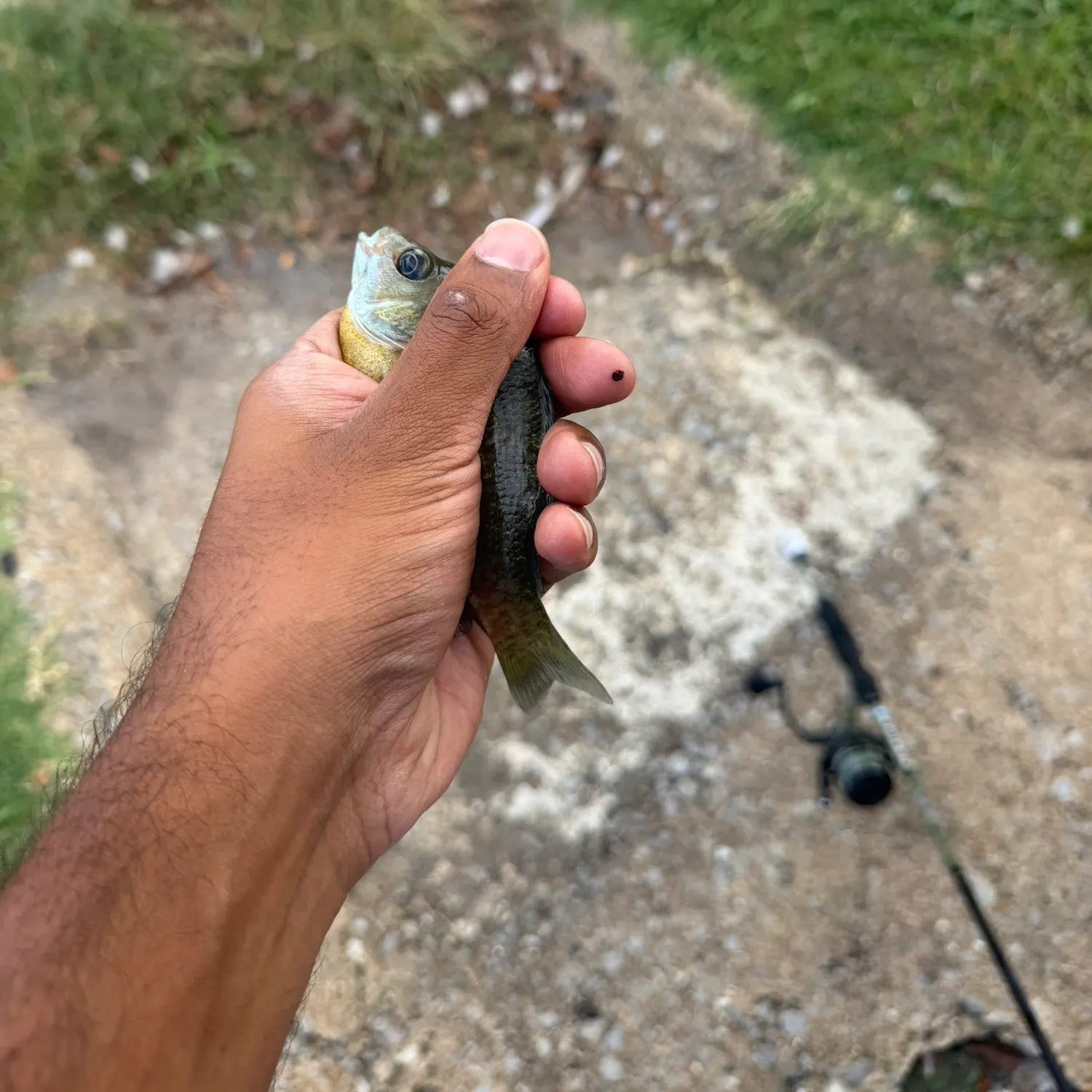 Bluegill caught on Fishbrain