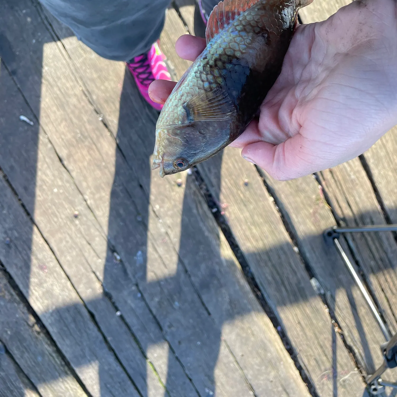 The most recent Blue-throated wrasse catches on Fishbrain