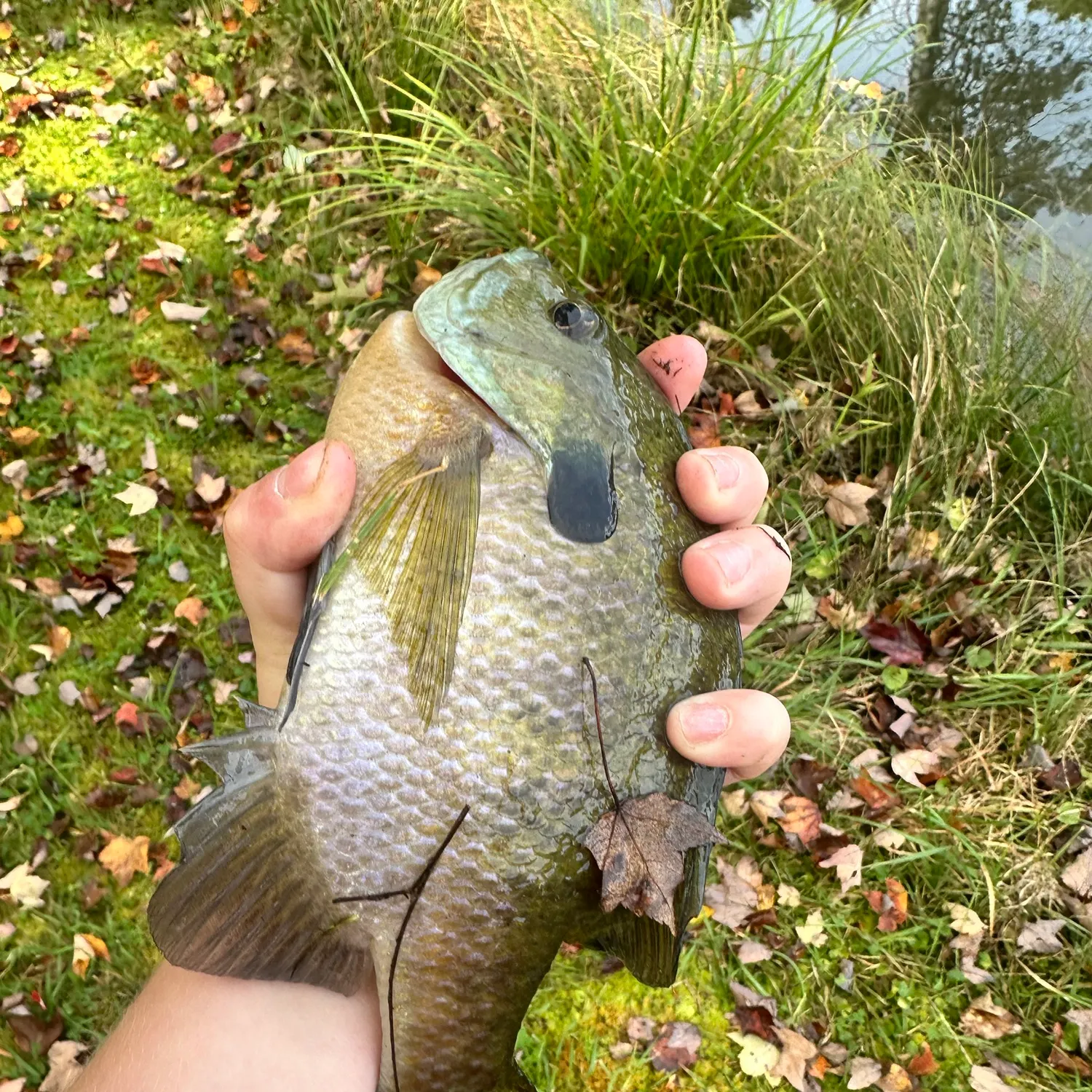 Bluegill caught on Fishbrain