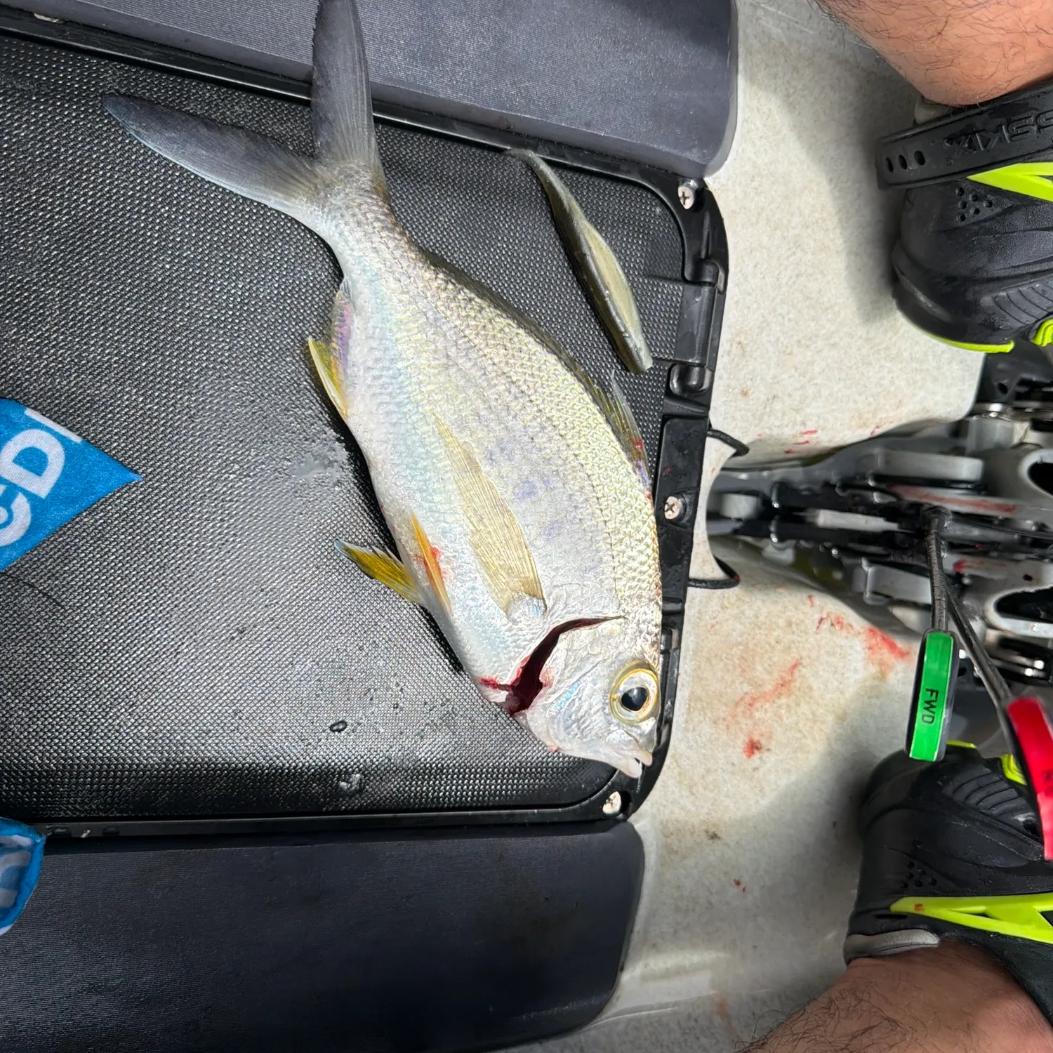 The most recent Striped mojarra catches on Fishbrain