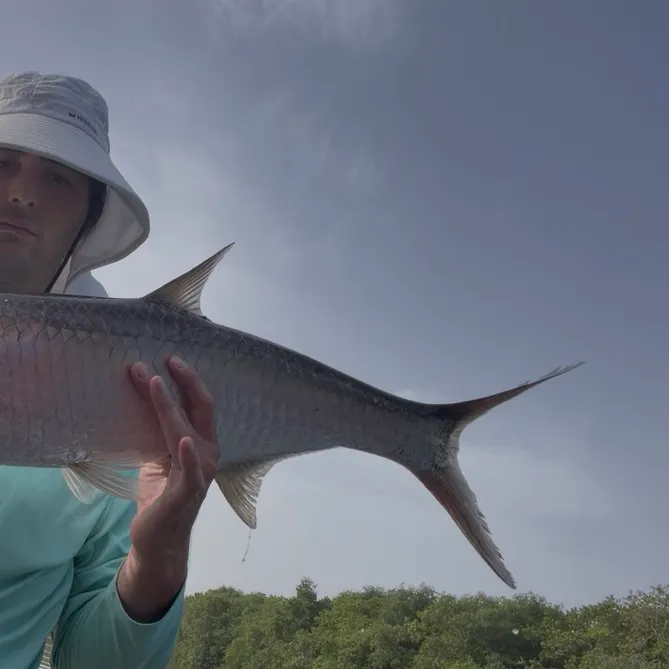 Tarpon caught on Fishbrain