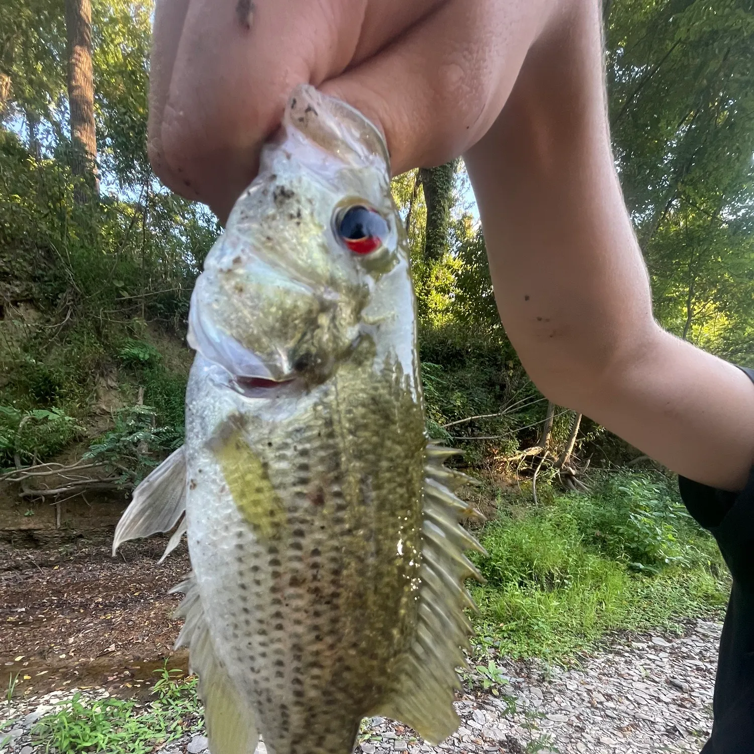Roanoke bass caught on Fishbrain