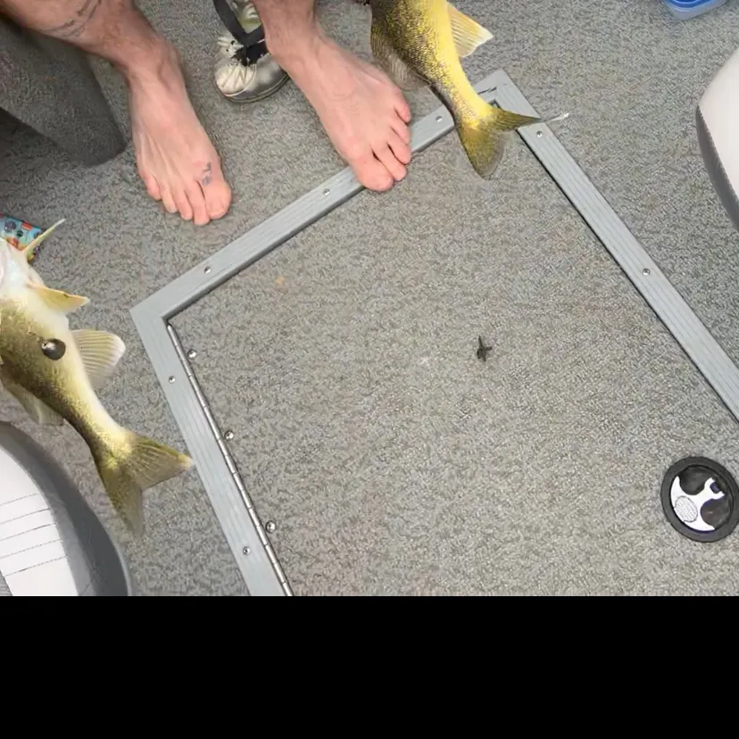 Walleye caught on Fishbrain