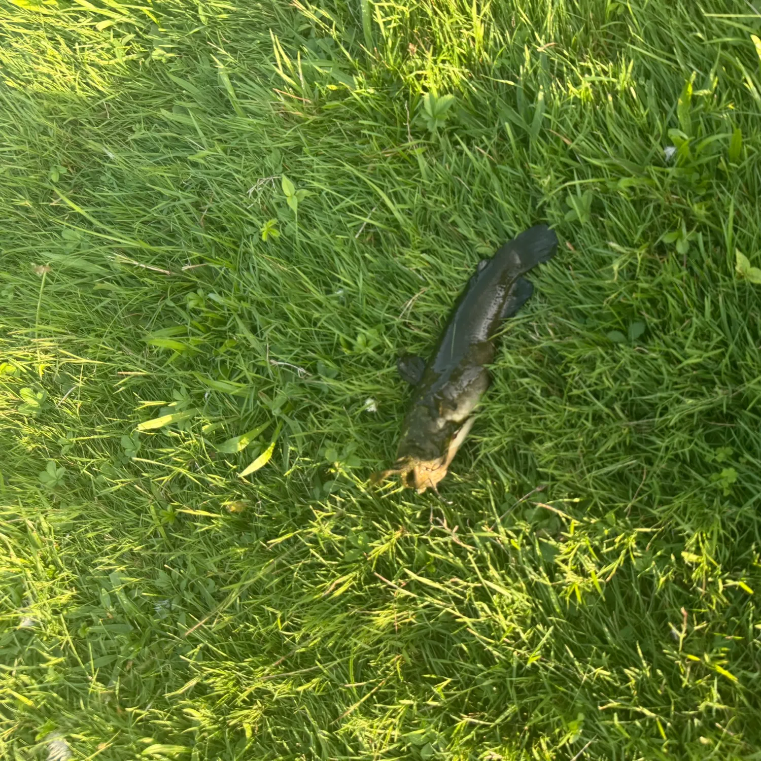 Brown bullhead caught on Fishbrain