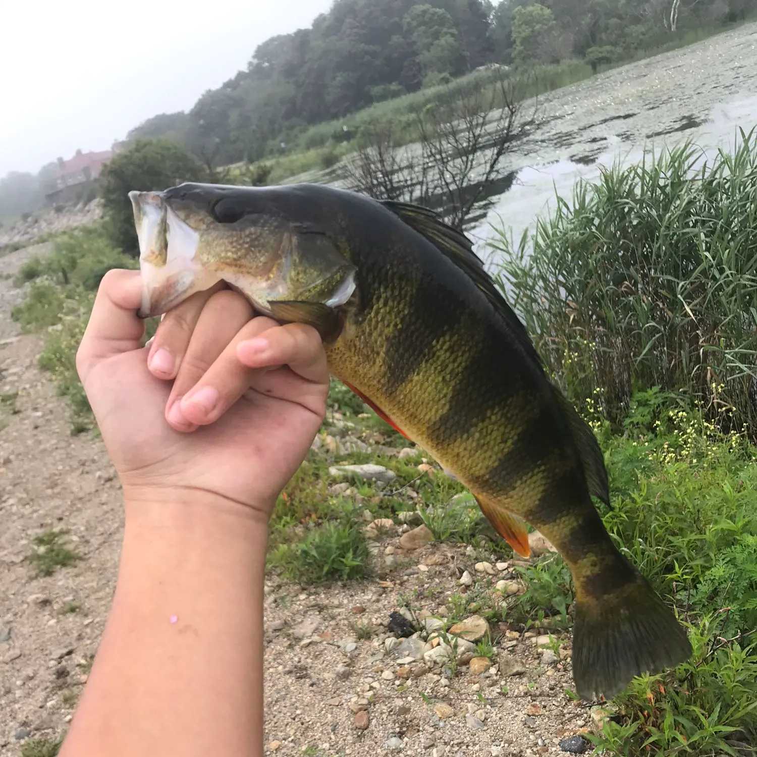 Yellow perch caught on Fishbrain