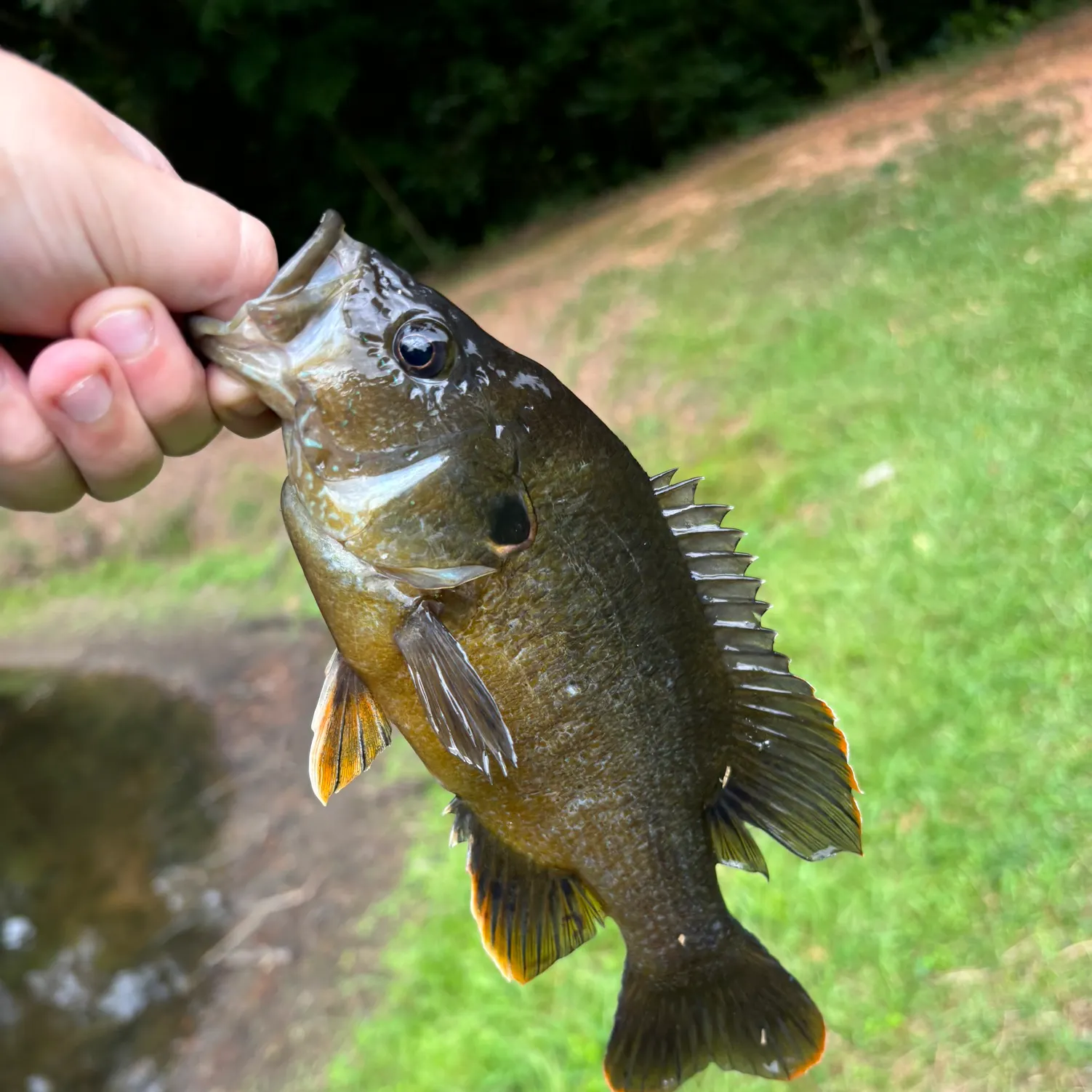 angler catch