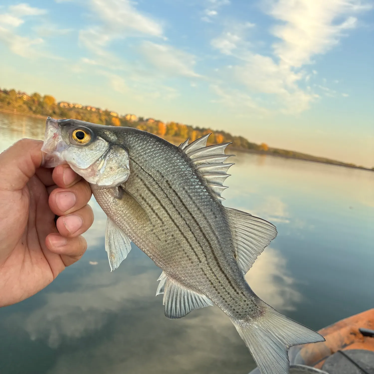 White bass caught on Fishbrain