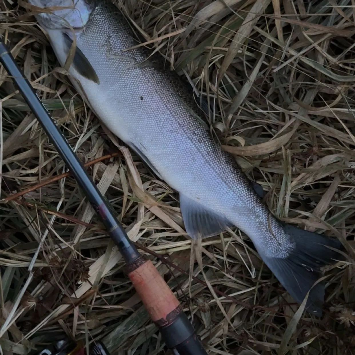 Coho salmon caught on Fishbrain