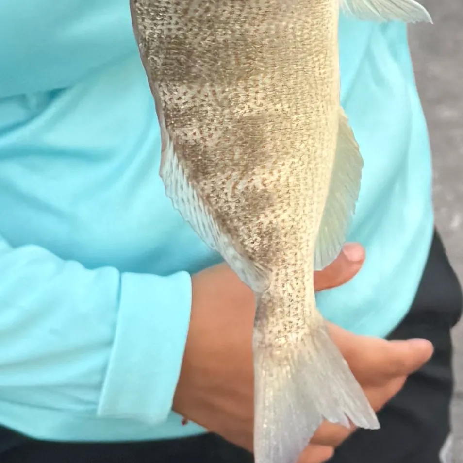 The most recent Pigfish catches on Fishbrain