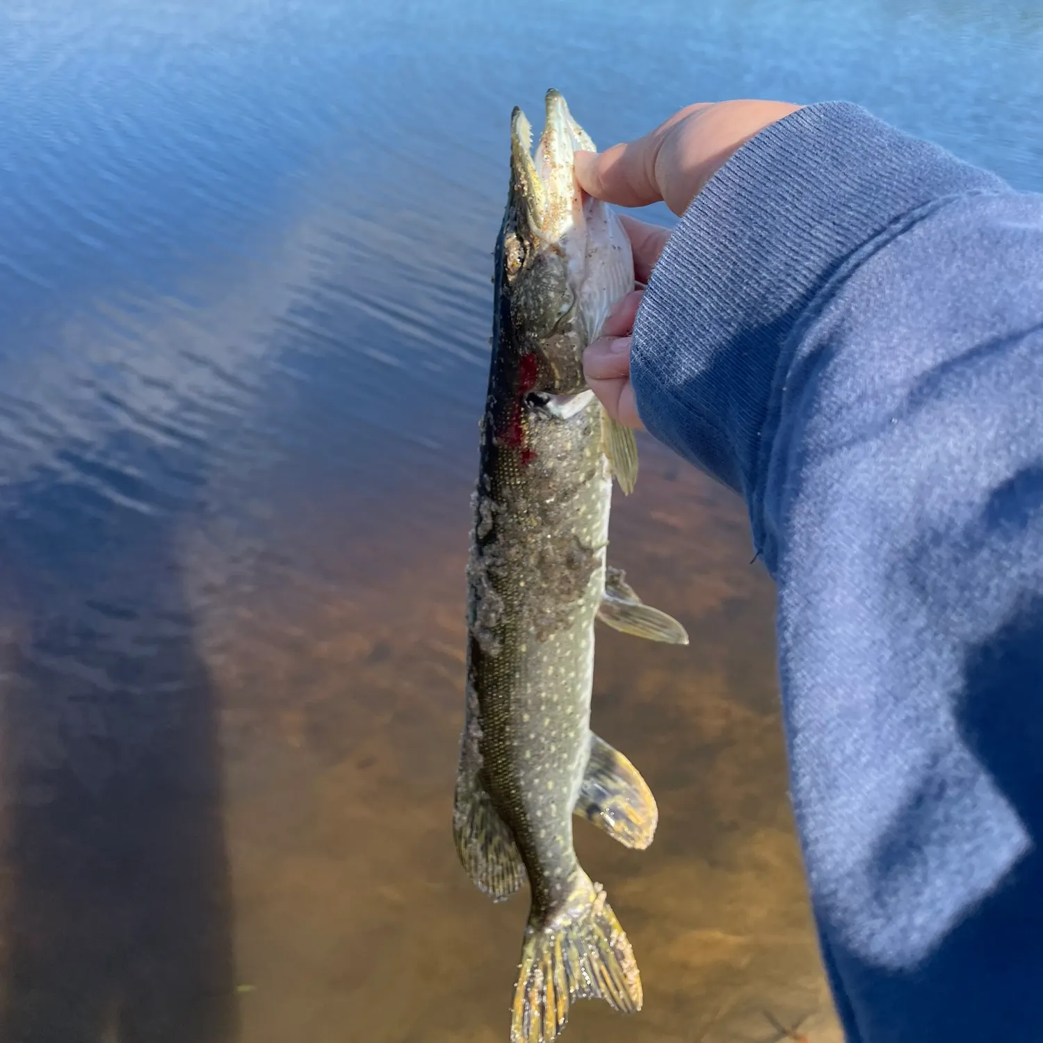 Northern pike caught on Fishbrain