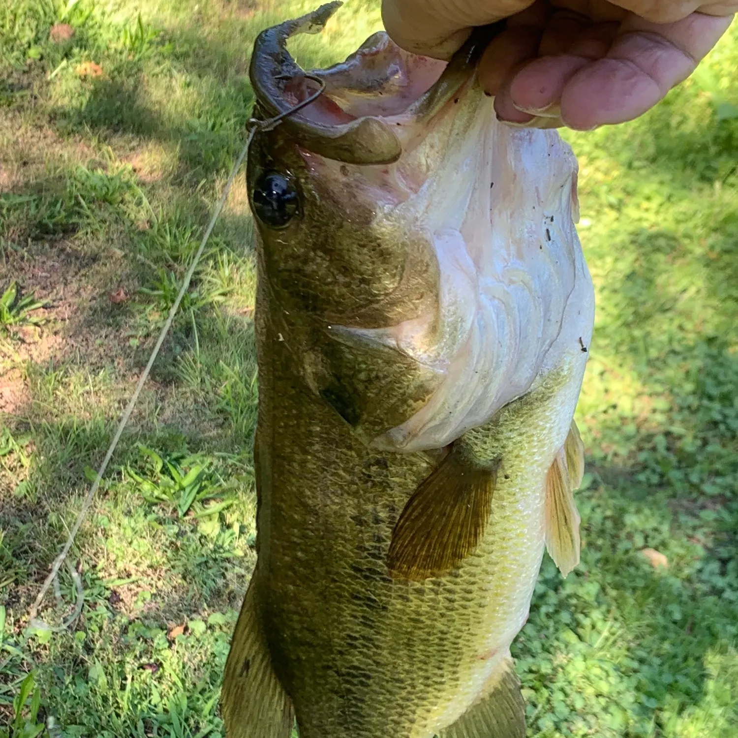 Largemouth bass caught on Fishbrain