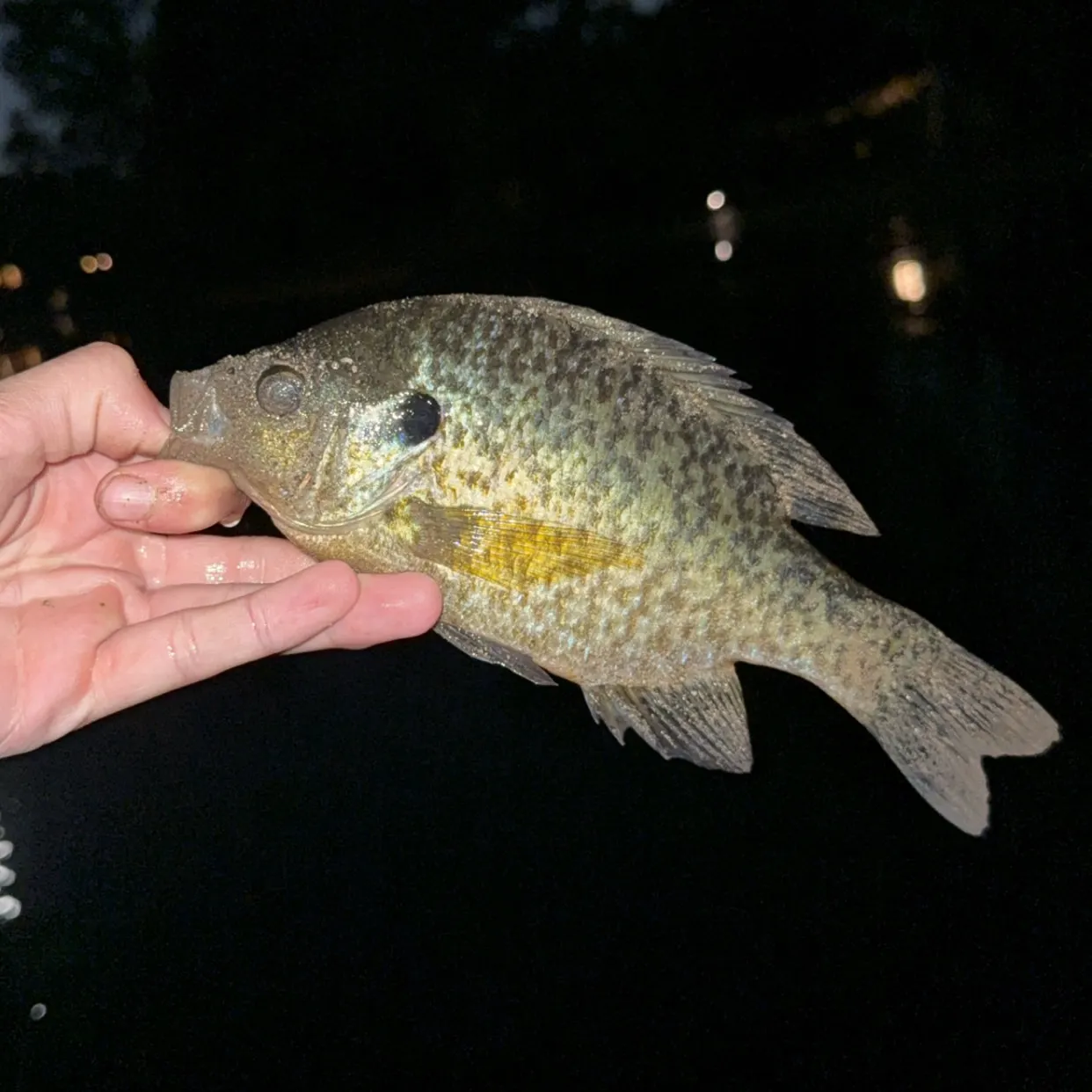 Bluegill caught on Fishbrain