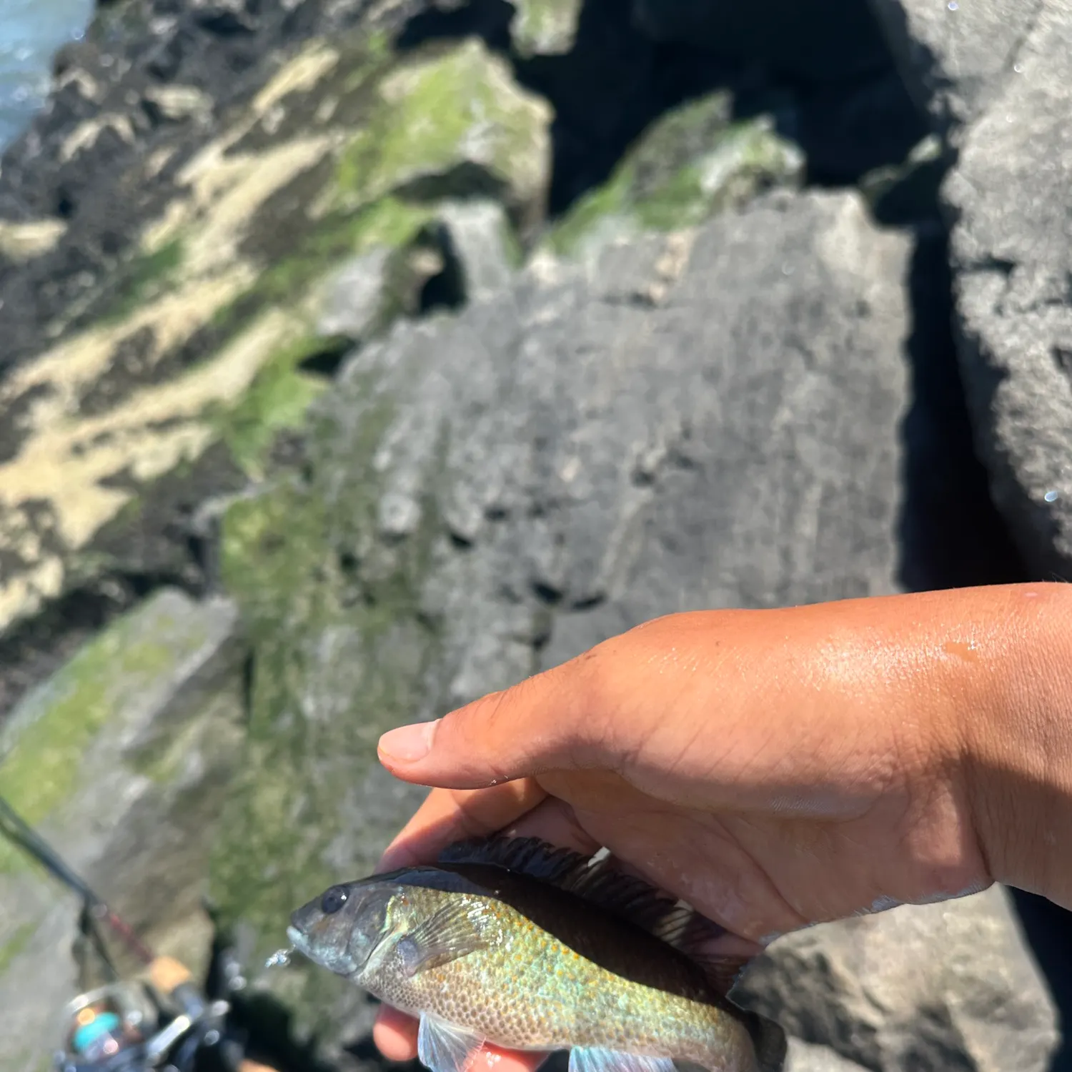 The most recent Cunner catches on Fishbrain