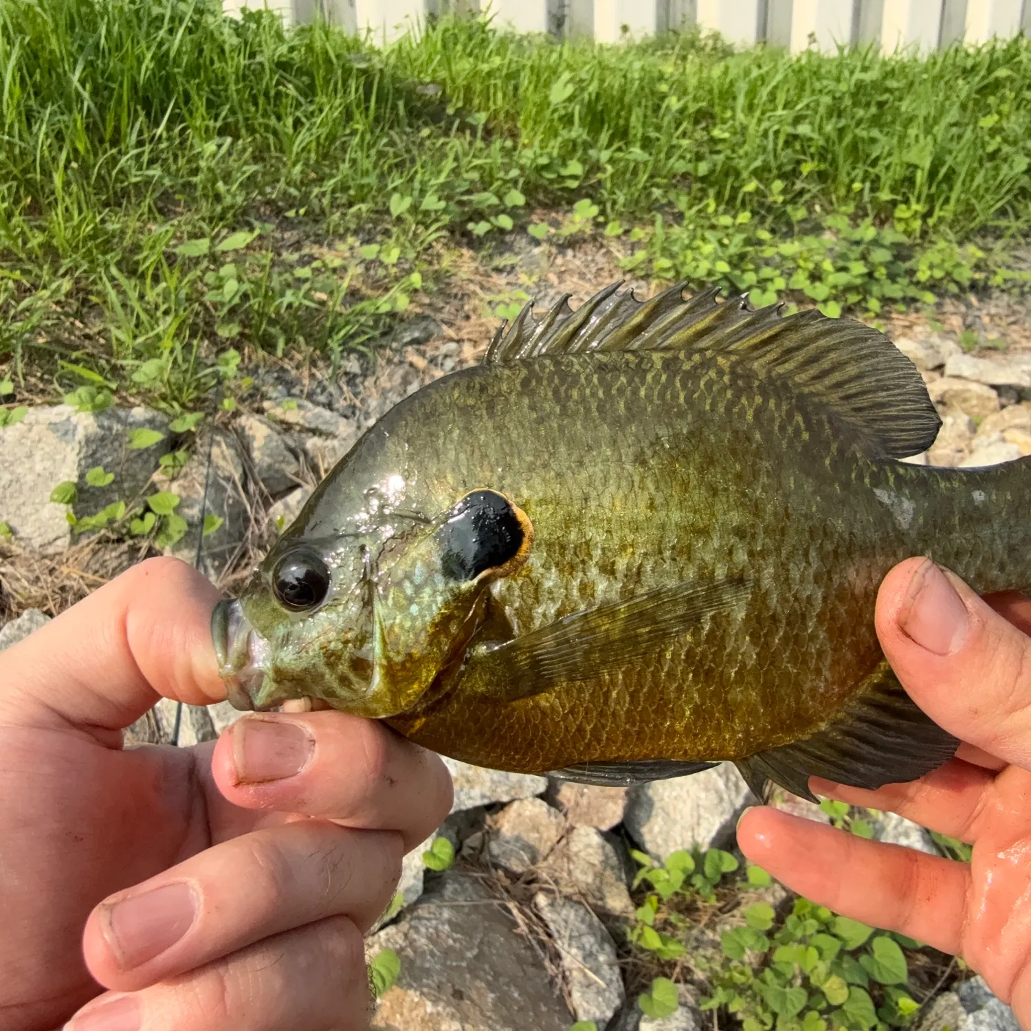 The most recent Redear x bluegill catches on Fishbrain