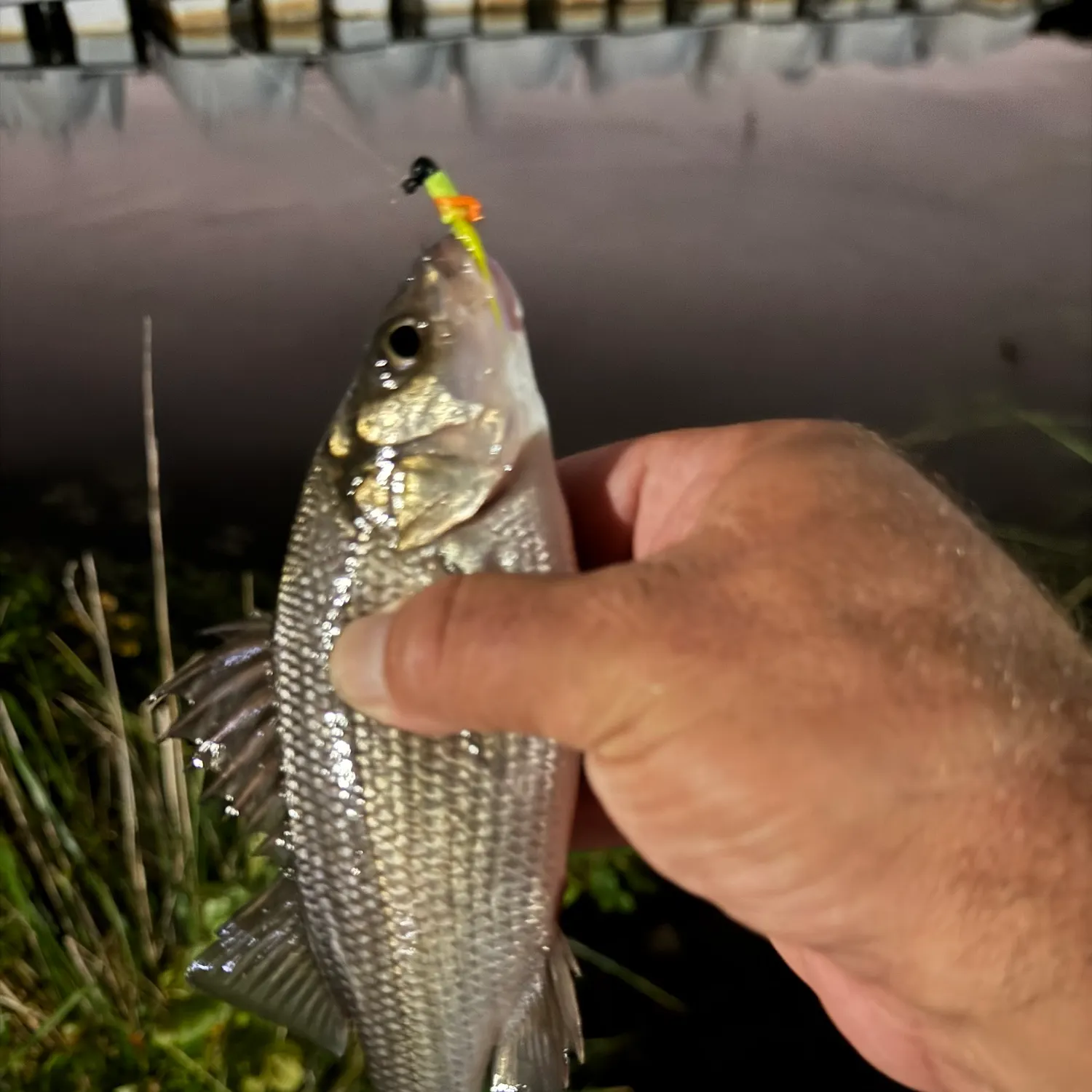 White perch caught on Fishbrain