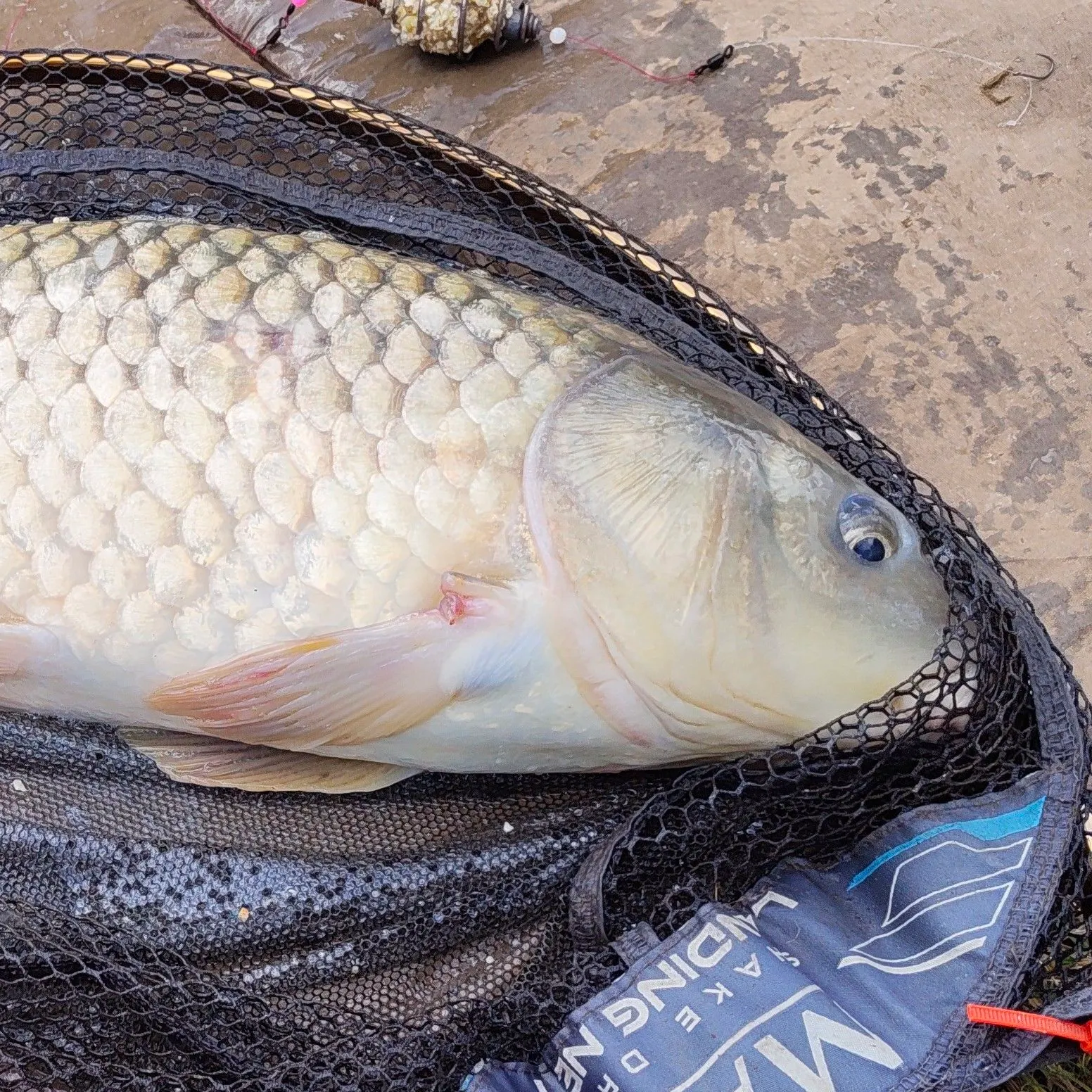 Common carp caught on Fishbrain