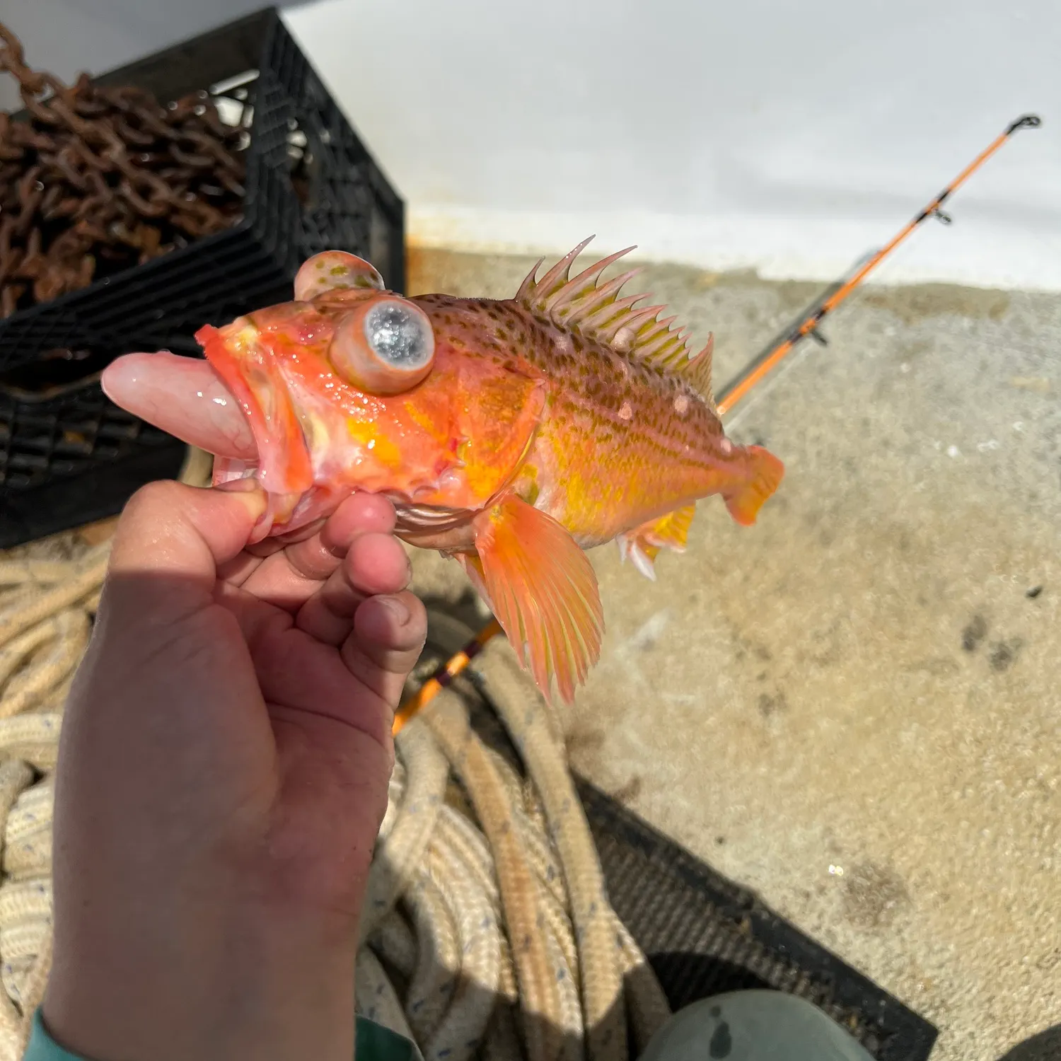 The most recent Starry rockfish catches on Fishbrain
